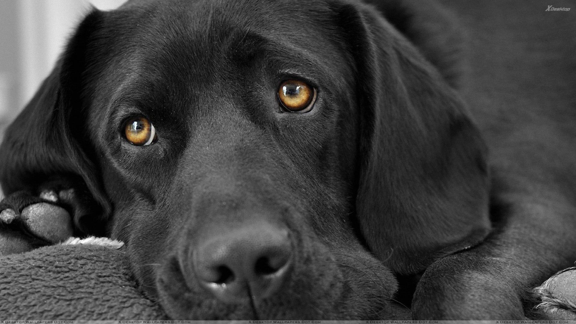 Primo piano cane labrador nero, 1920x1080 Full HD, PC