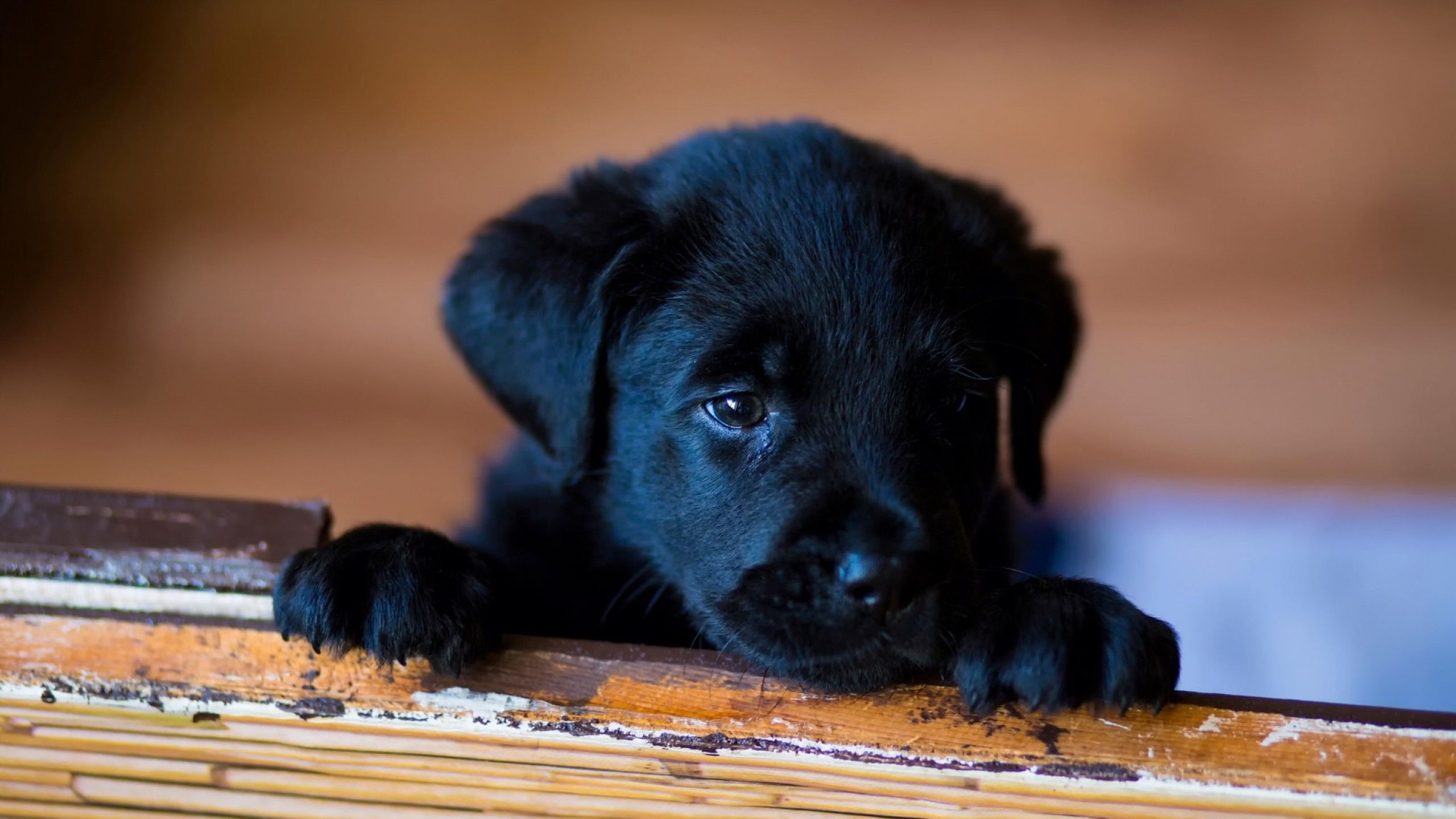 Cucciolo Labrador nero, 2560x1440 2K, Desktop