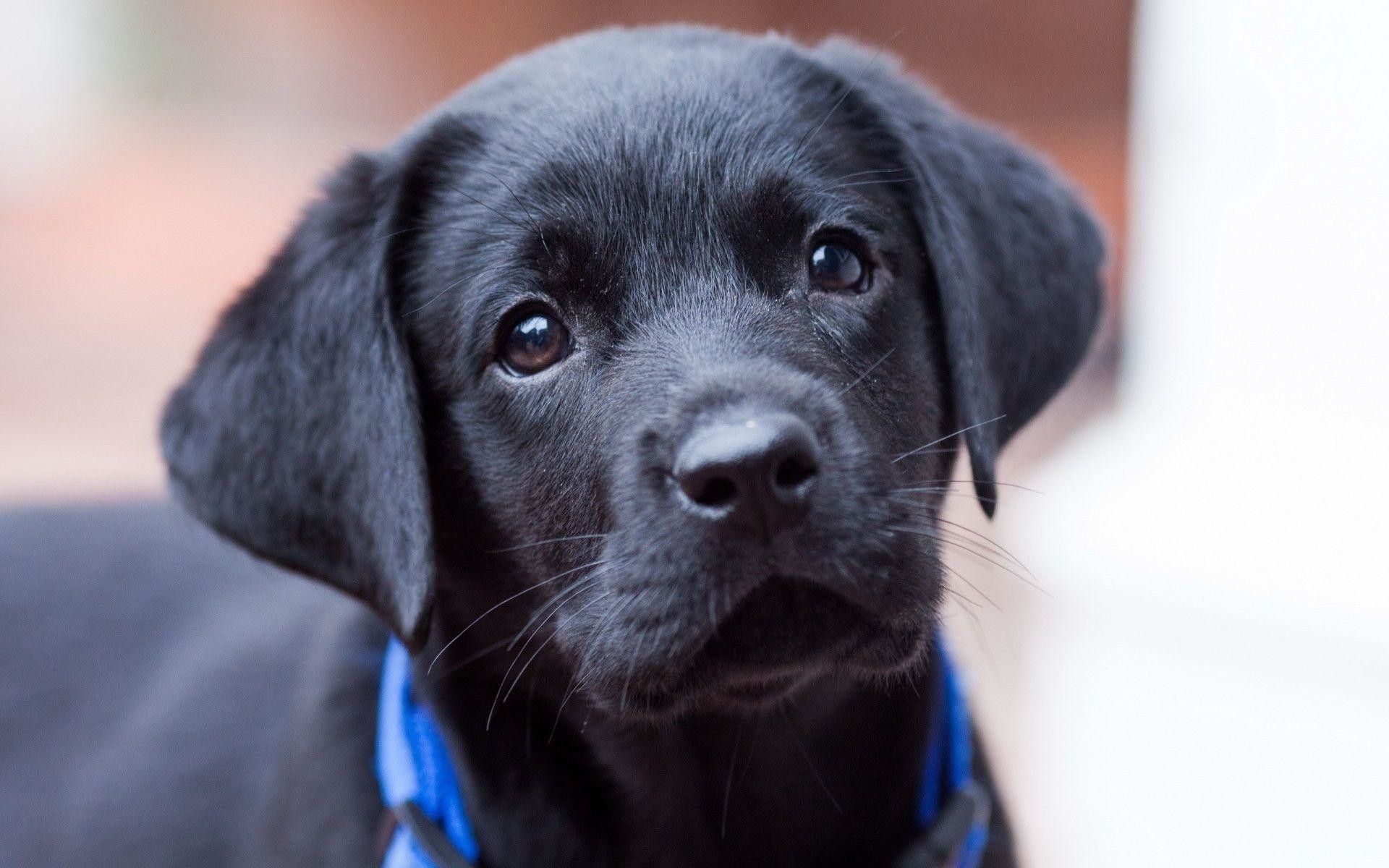 Cucciolo labrador nero primo piano, 1920x1200 Full HD+, Desktop