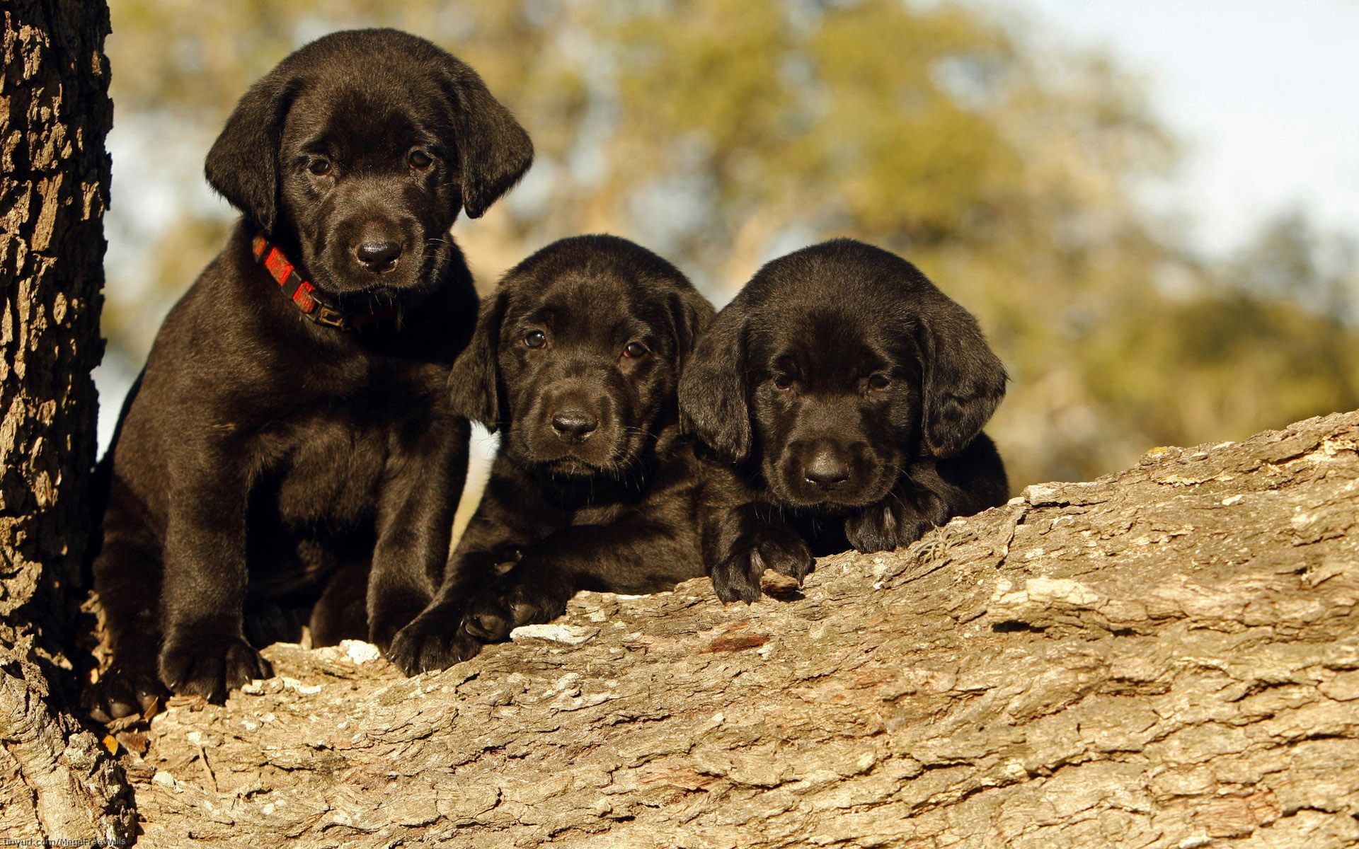 Cuccioli labrador neri su tronco, 1920x1200 Full HD+ WUXGA, Laptop