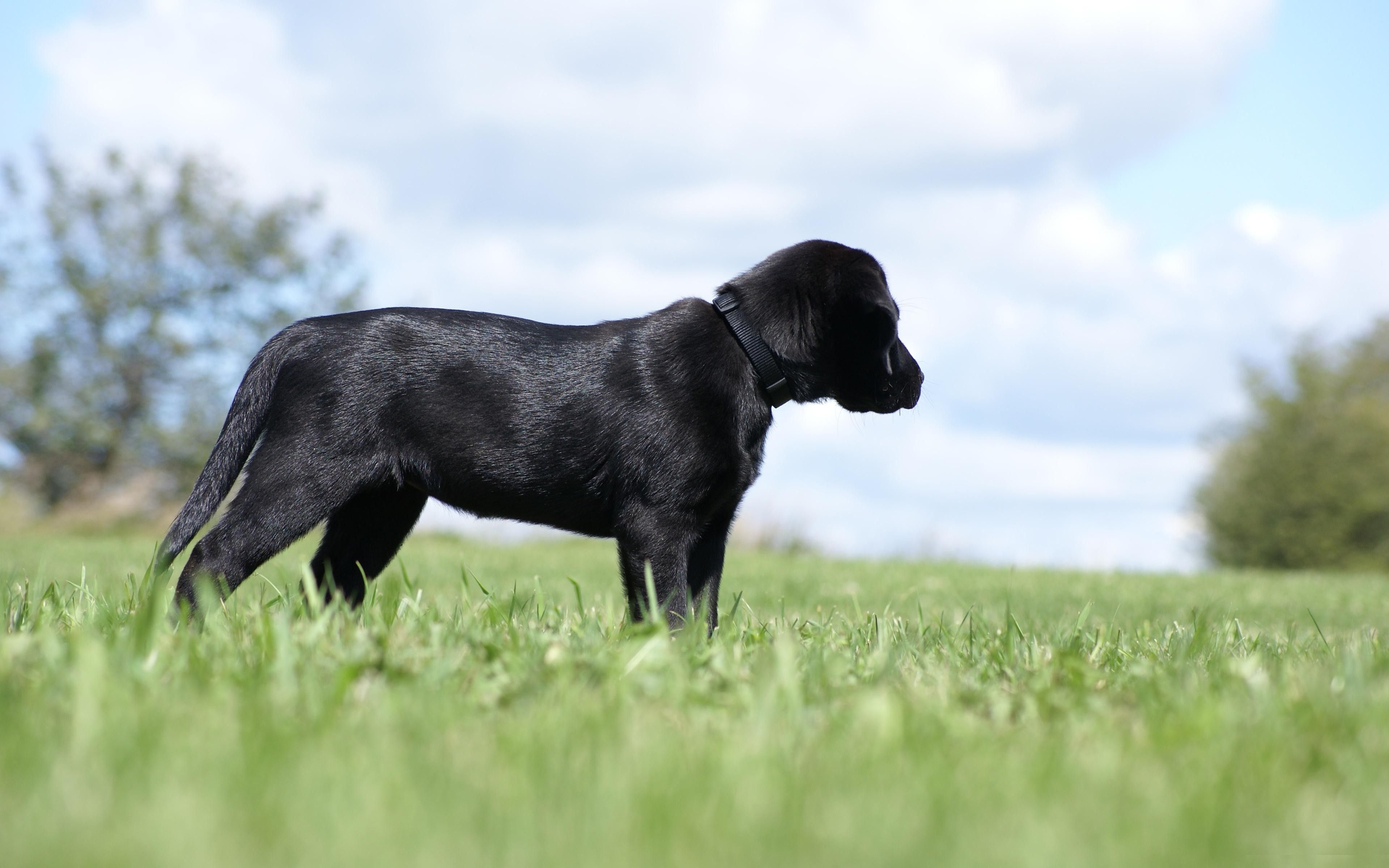 Cucciolo Labrador nero sull'erba, 3840x2400 4K Ultra HD, Monitor 4K