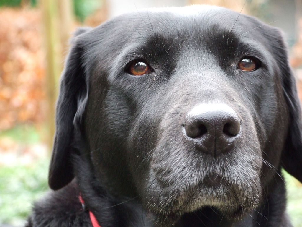 Labrador nero adulto primo piano, 1024x768 HD, iMac