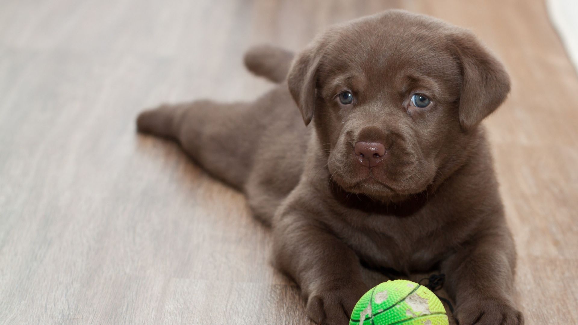 Cucciolo Labrador marrone con pallina, 1920x1080 Full HD 1080p, Desktop