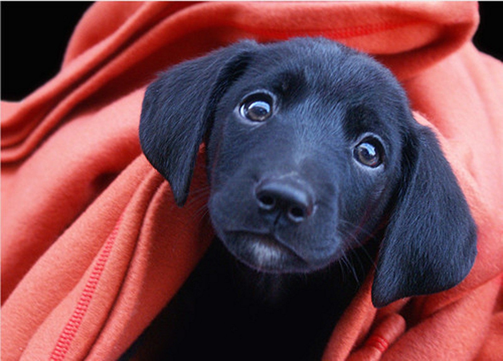 Cucciolo Labrador nero coperta arancione, 1600x1149 HD, Laptop