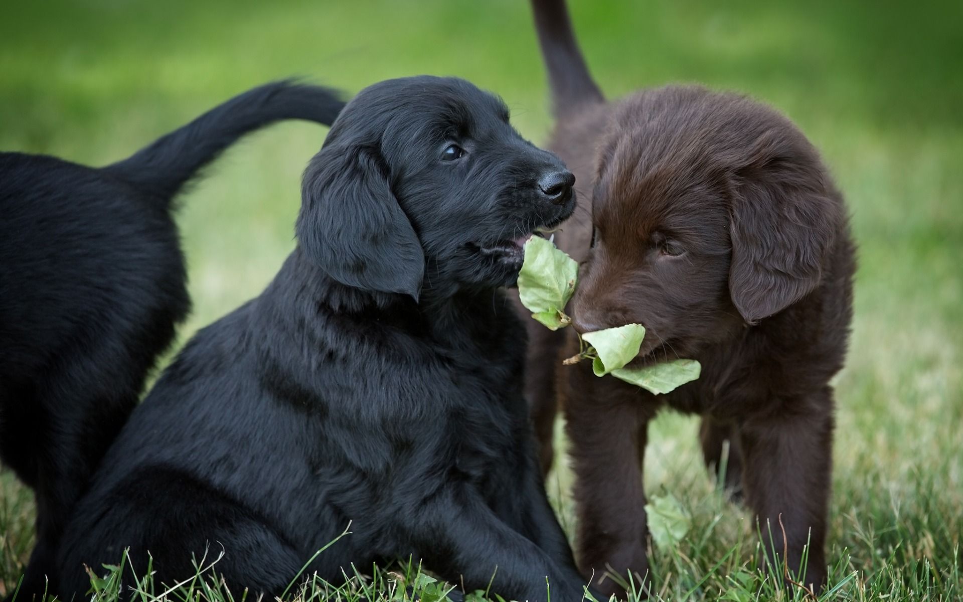 Cuccioli labrador nero e marrone, 1920x1200 WUXGA, Desktop