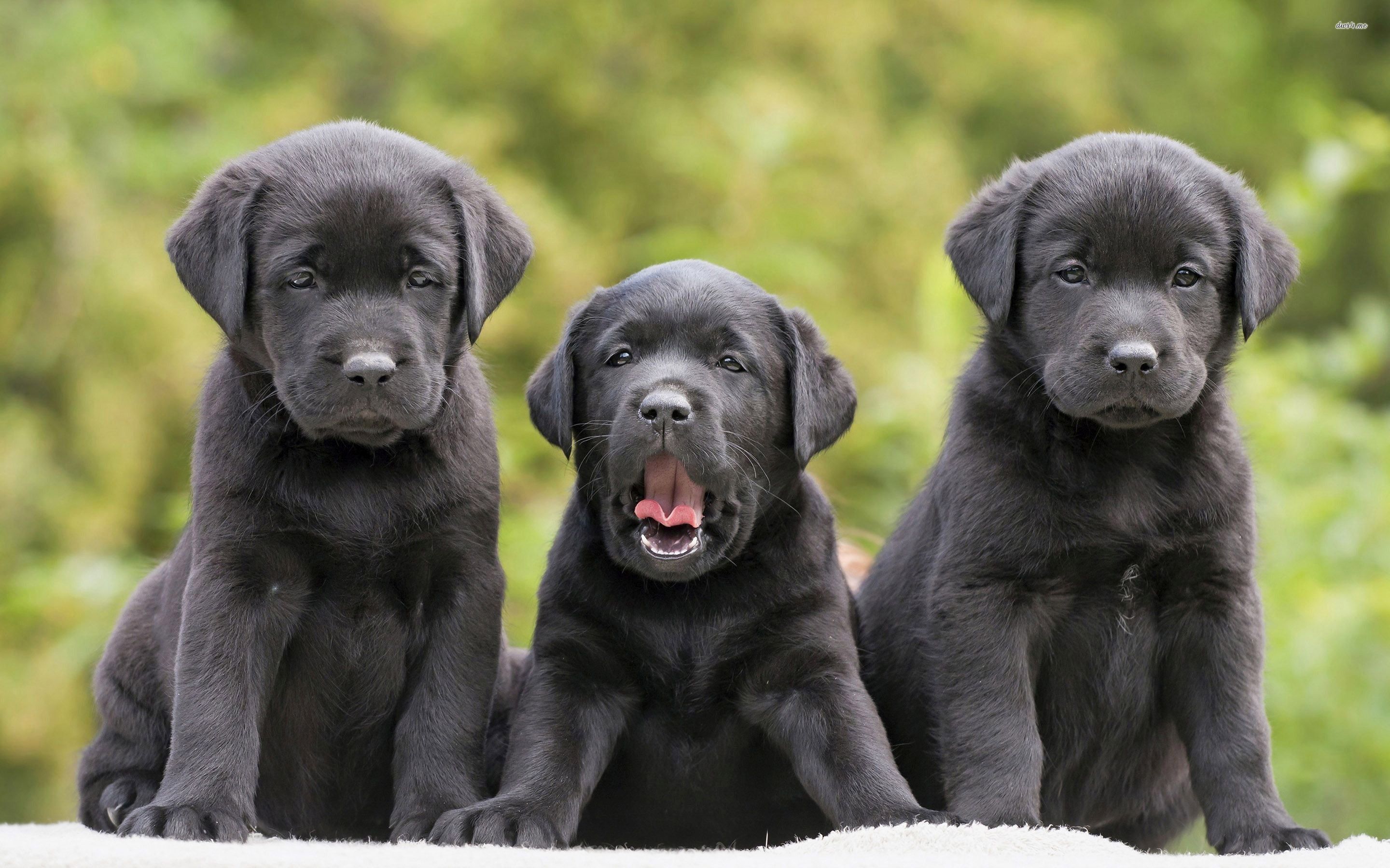 Tre cuccioli labrador neri, 2880x1800 2K+, Laptop
