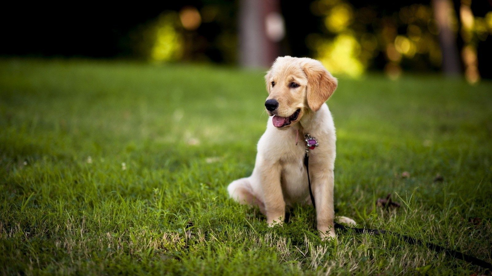 Cucciolo Labrador dorato erba, 1600x900 HD Ready, PC
