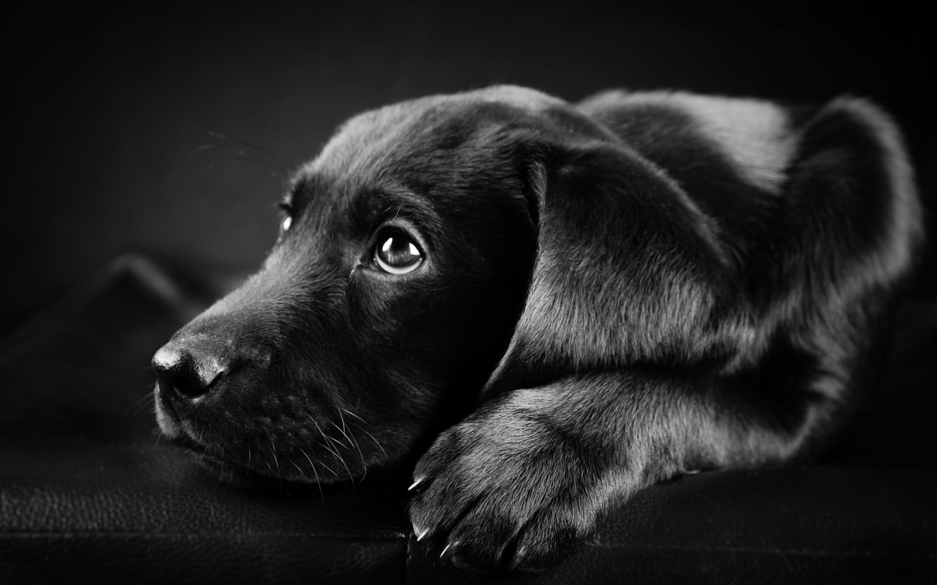 Cucciolo Labrador nero sdraiato, 1920x1200 Full HD+, PC Desktop