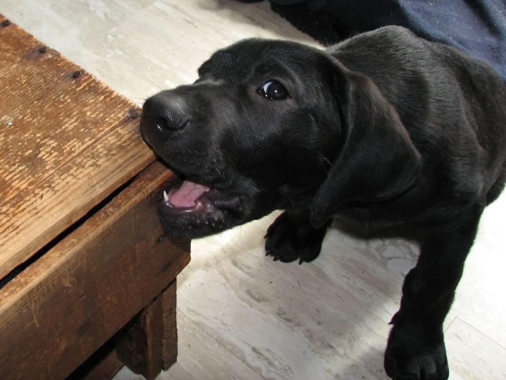 Cuccioli di Labrador bianchi, 1920x1200 Full HD+ WUXGA, Desktop