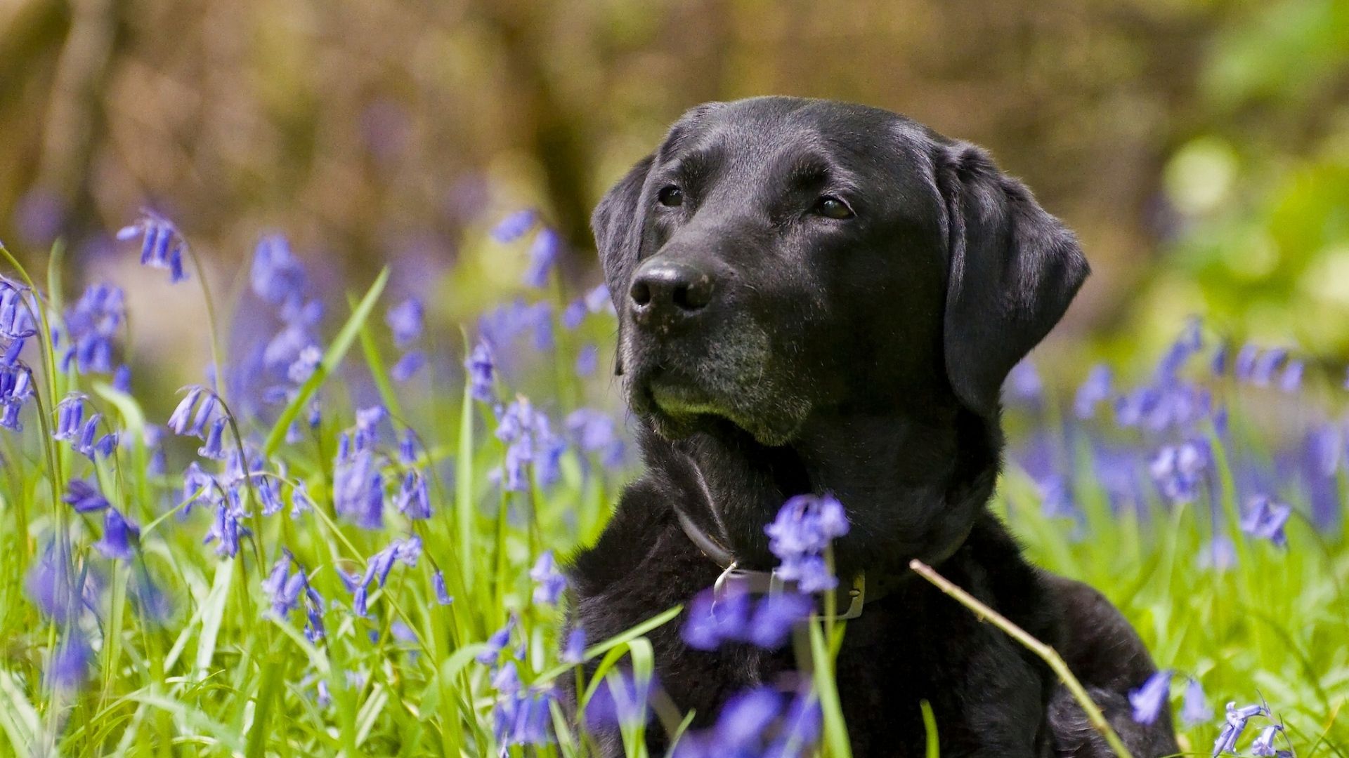 Labrador nero tra fiori viola, 1920x1080 1080p, Laptop