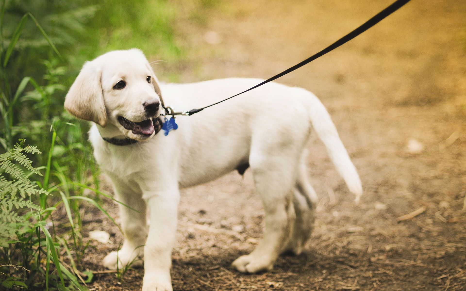 Cucciolo Labrador bianco al guinzaglio, 1920x1200 Full HD+ WUXGA, Desktop