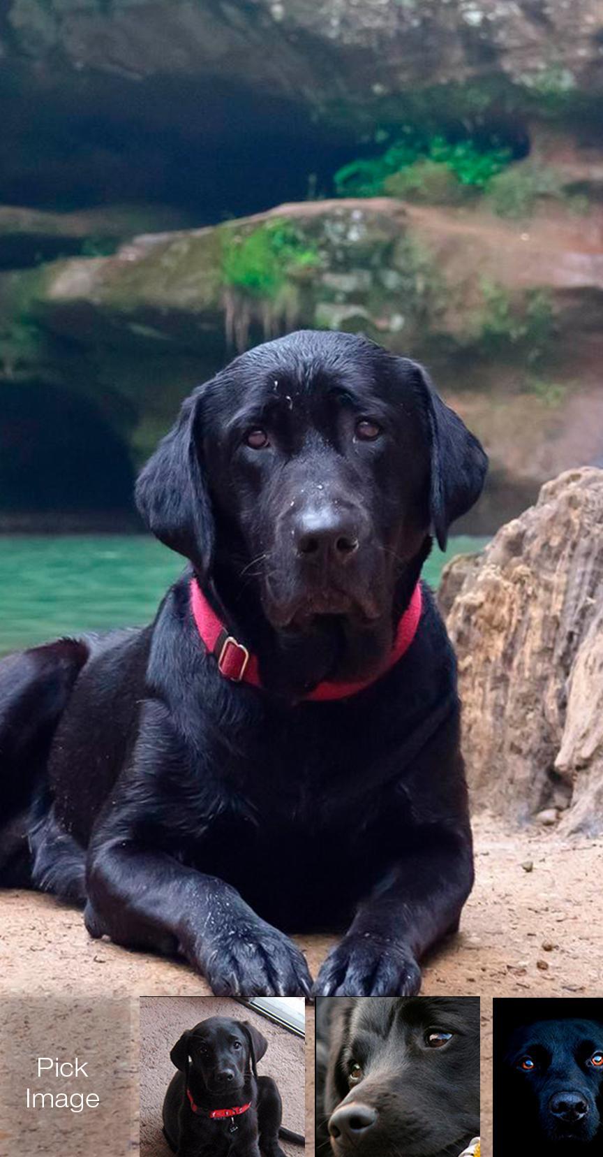 Cuccioli labrador dorati erba, 1920x1080 Full HD, Laptop