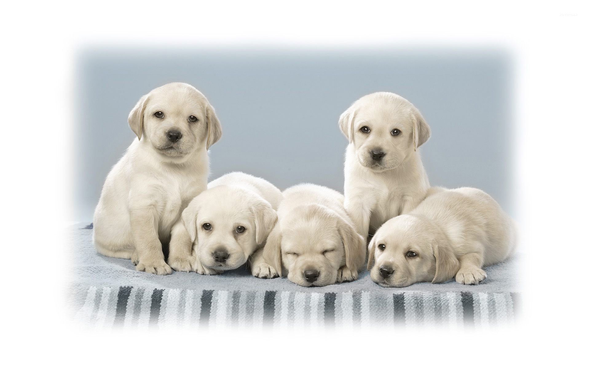 Cucciolo Labrador con rose gialle, 1600x1000 HD, PC