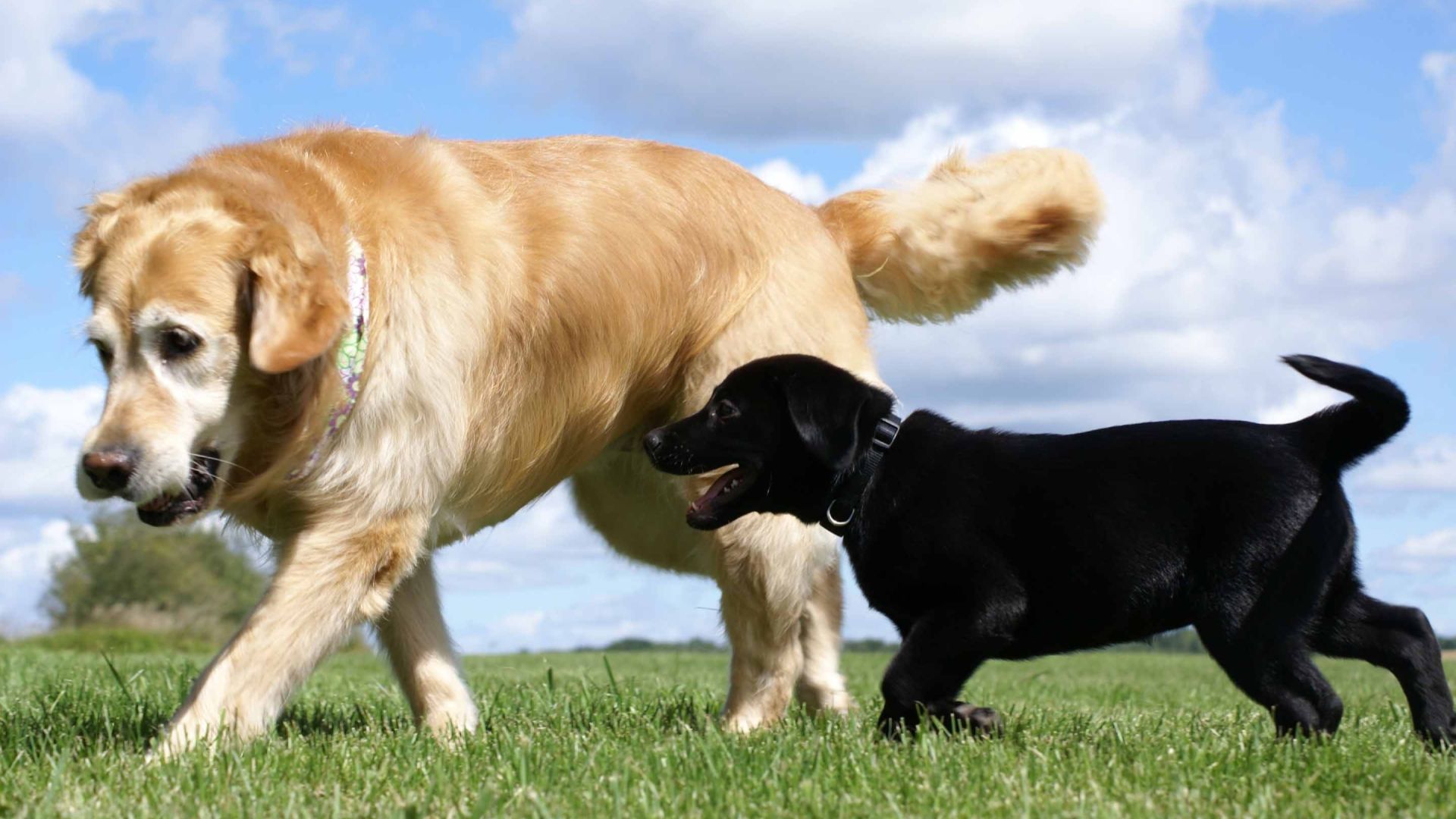 Golden Retriever e cucciolo Labrador nero, 1920x1080 Full HD, PC