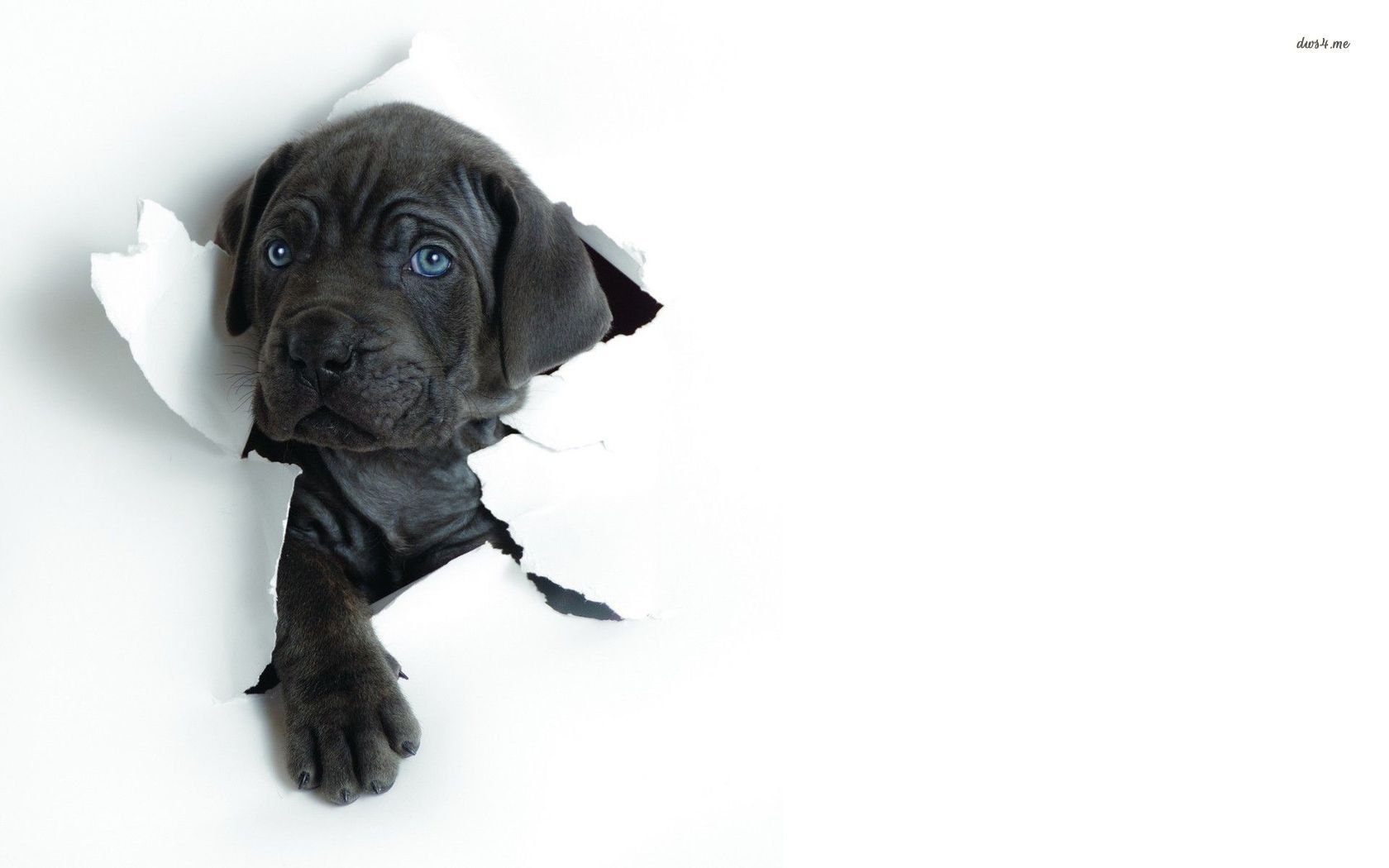 Cucciolo labrador nero sfonda carta, 1680x1050 900p, Desktop