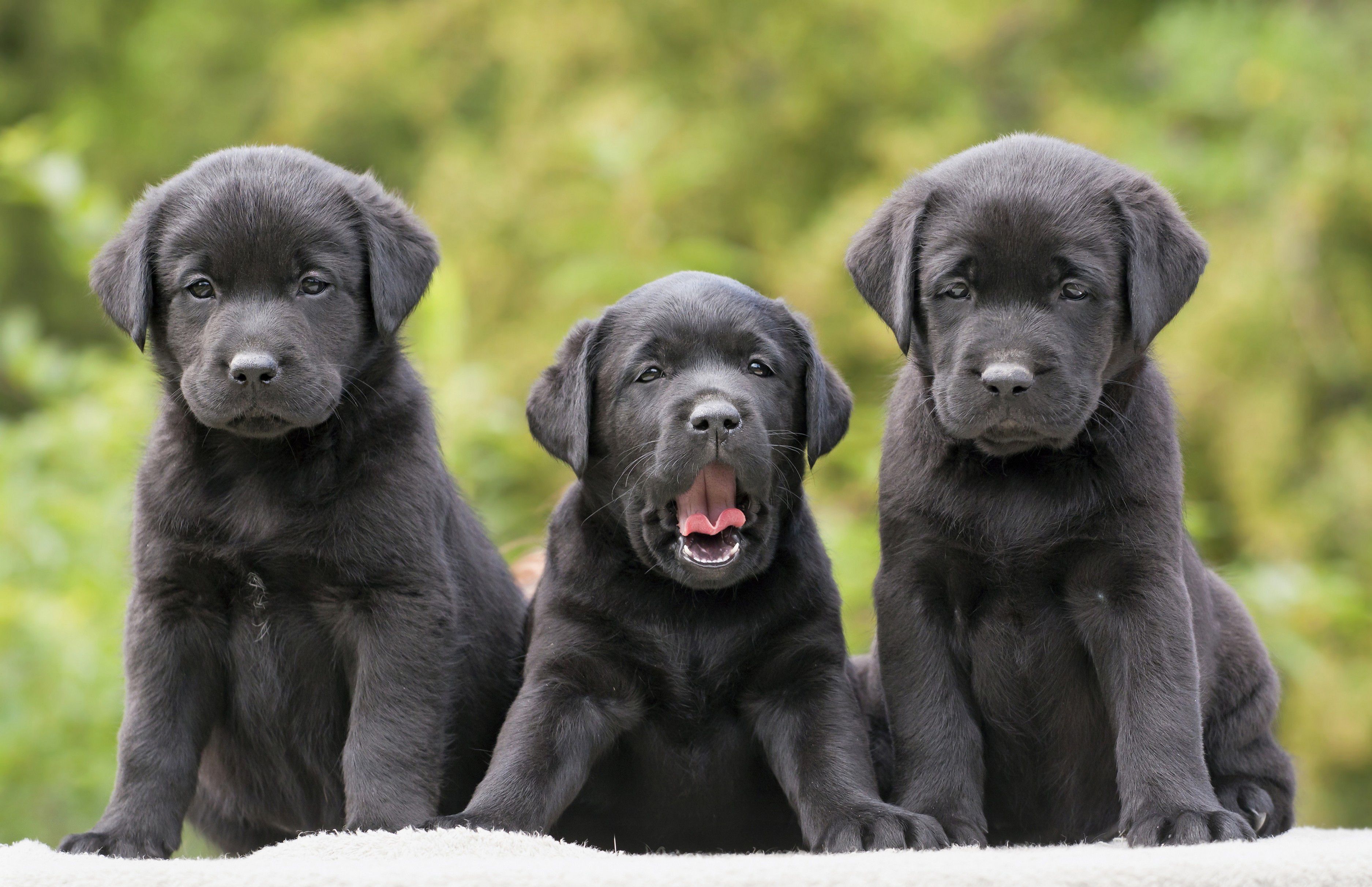 Tre cuccioli Labrador neri, 3750x2425 2K, Desktop