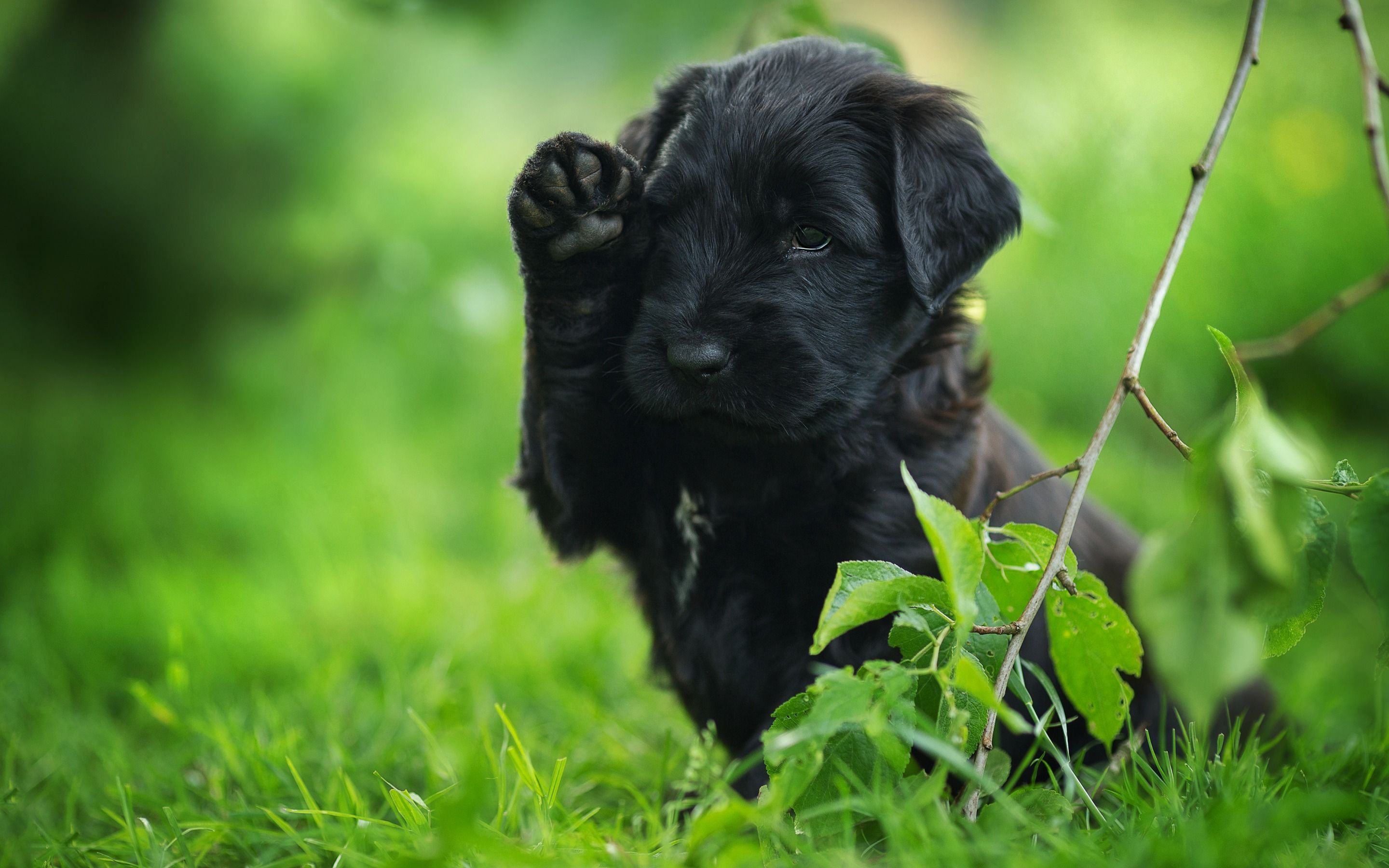 Cucciolo labrador nero erba, 2880x1800 2K, MacBook Pro