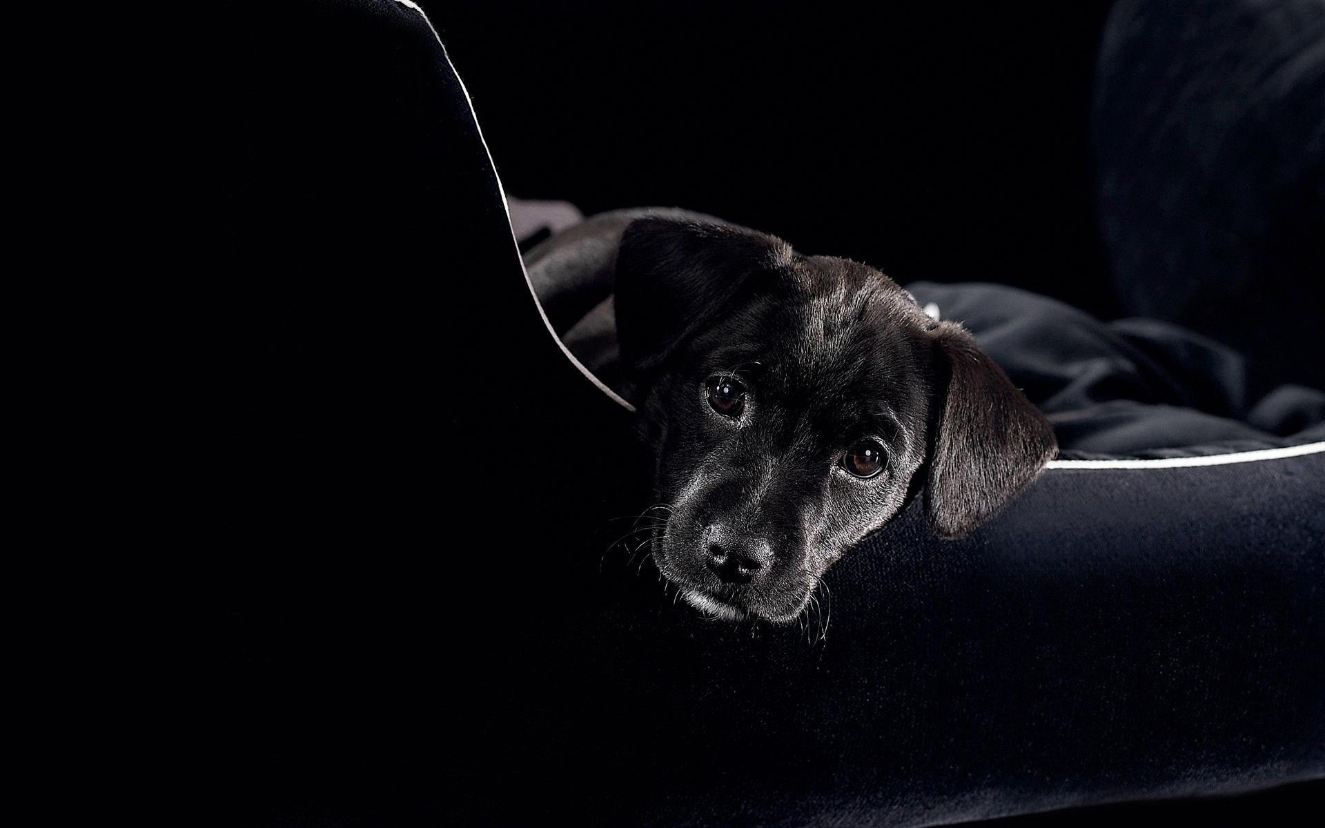 Cucciolo Labrador nero divano, 1920x1200 Full HD+, Desktop