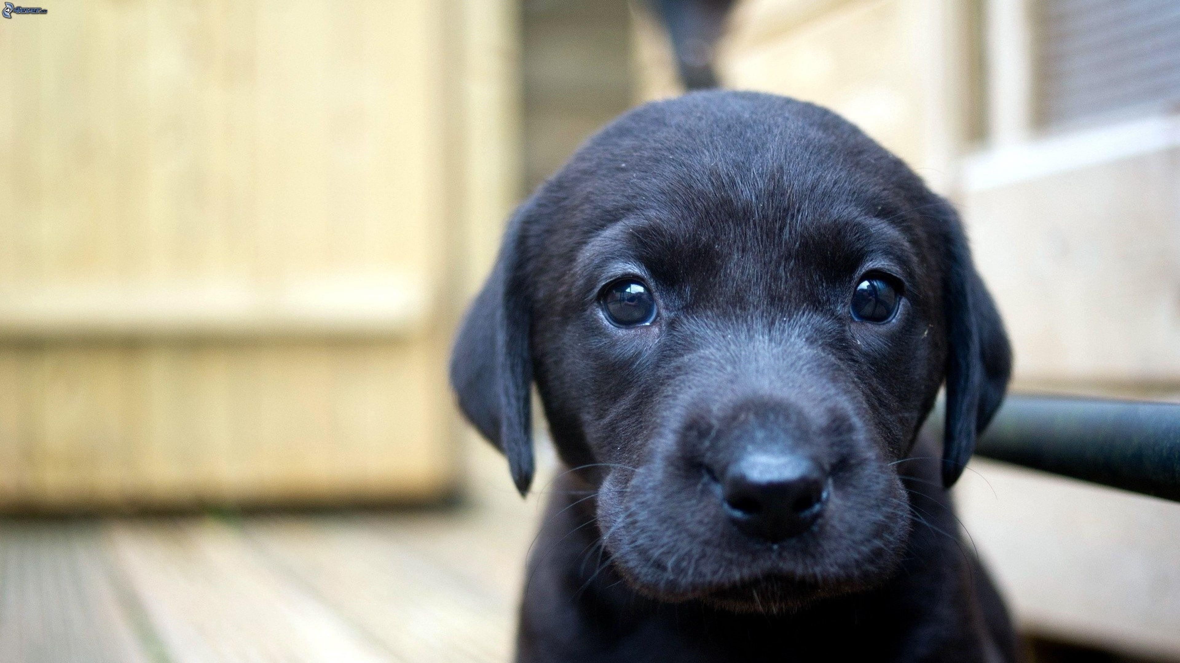 Cucciolo Labrador nero primo piano, 3840x2160 UHD, PC 4K