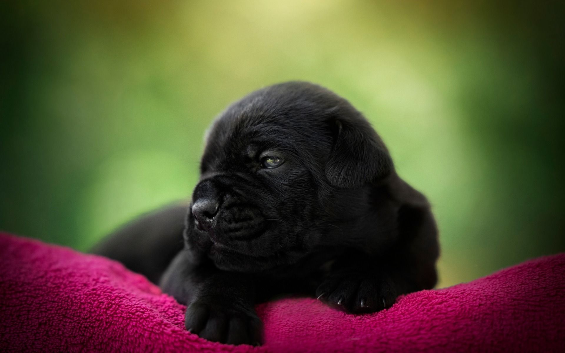 Cucciolo nero su coperta rossa, 1920x1200 Full HD+ WUXGA, Desktop