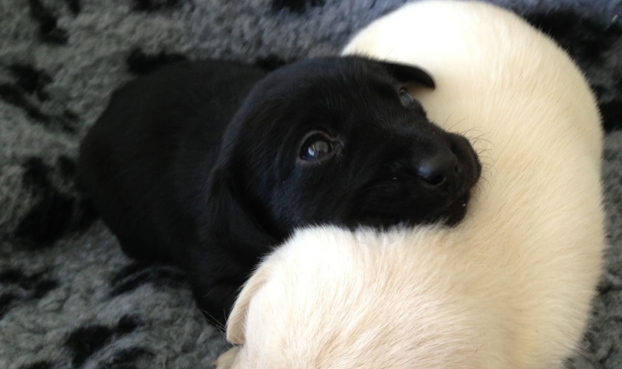 Cucciolo Labrador nero primo piano, 1600x1066 900p, Desktop