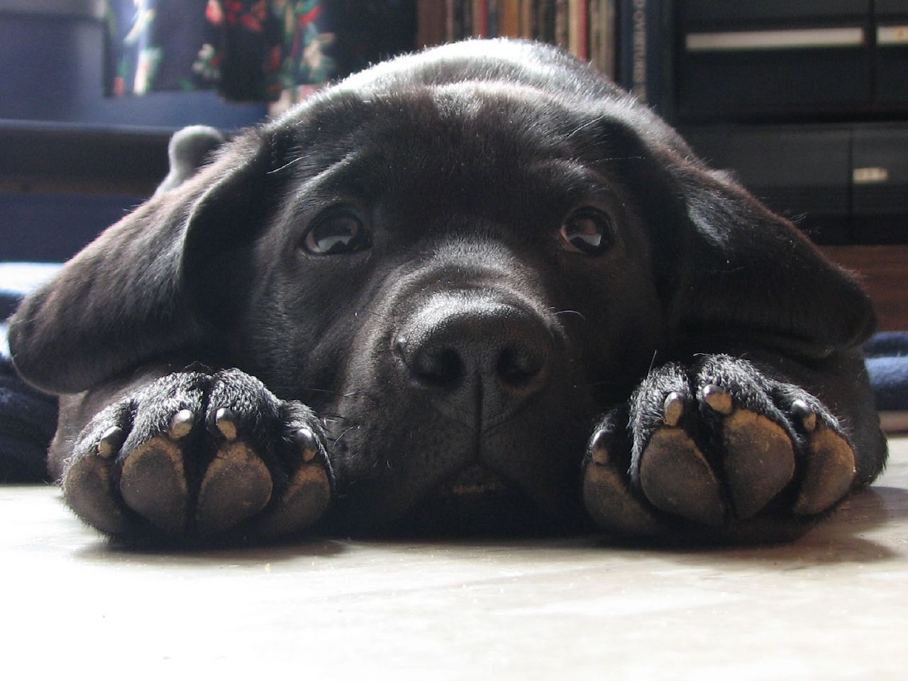 Cucciolo Labrador nero sdraiato, 1280x960 720p, Laptop