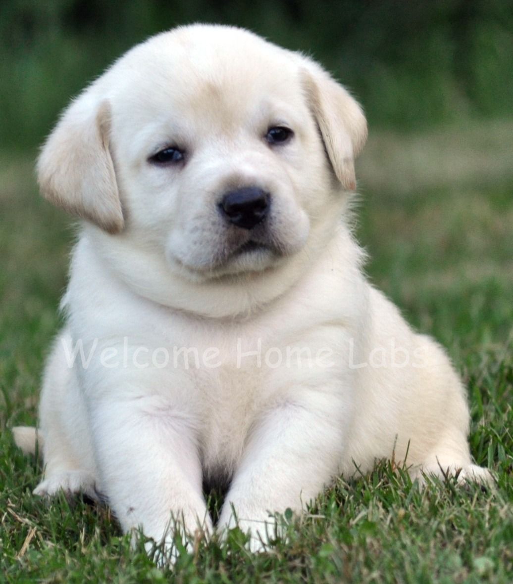 Cucciolo Labrador nero natalizio, 3024x2024 2K, PC