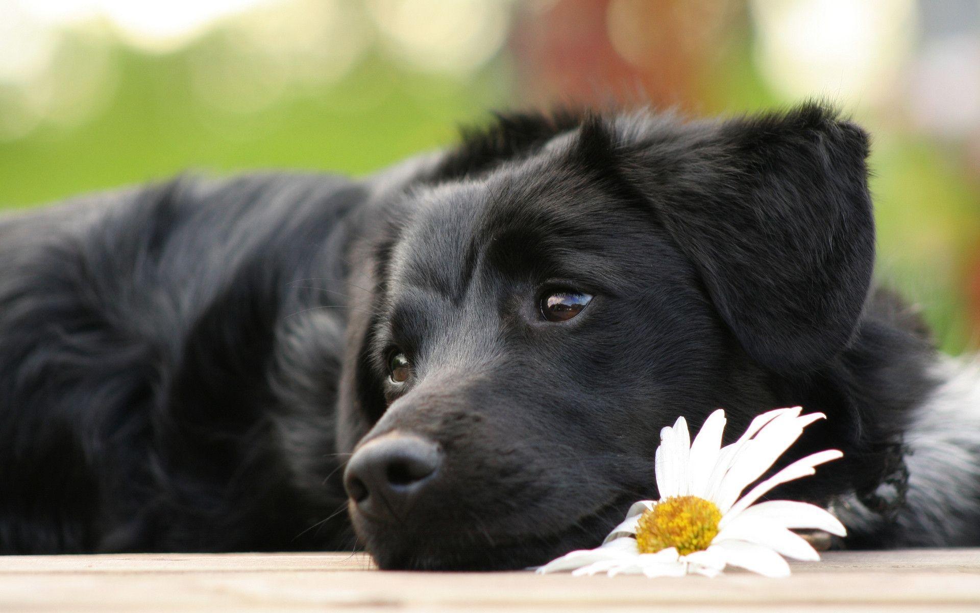 Cucciolo labrador nero con margherita, 1920x1200 Full HD+, PC