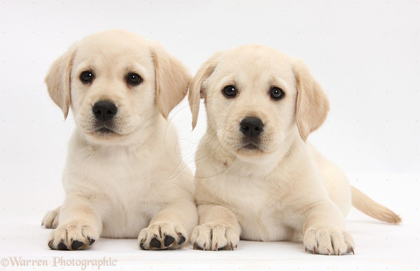 Cucciolo Labrador cioccolato nell'erba, 5184x3456 Ultra HD, 4K TV