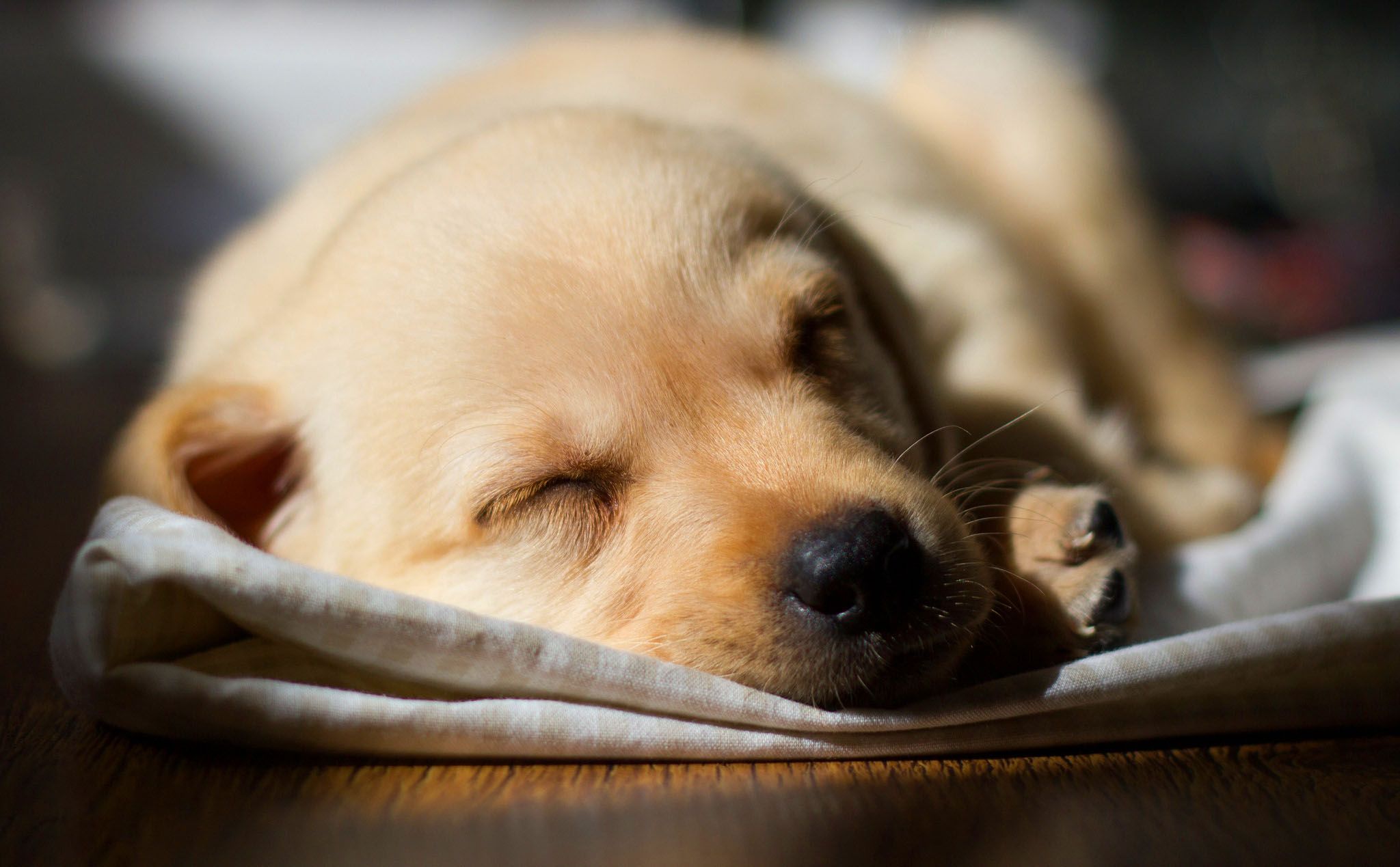 Cuccioli Labrador color crema, 1426x919 HD, Desktop