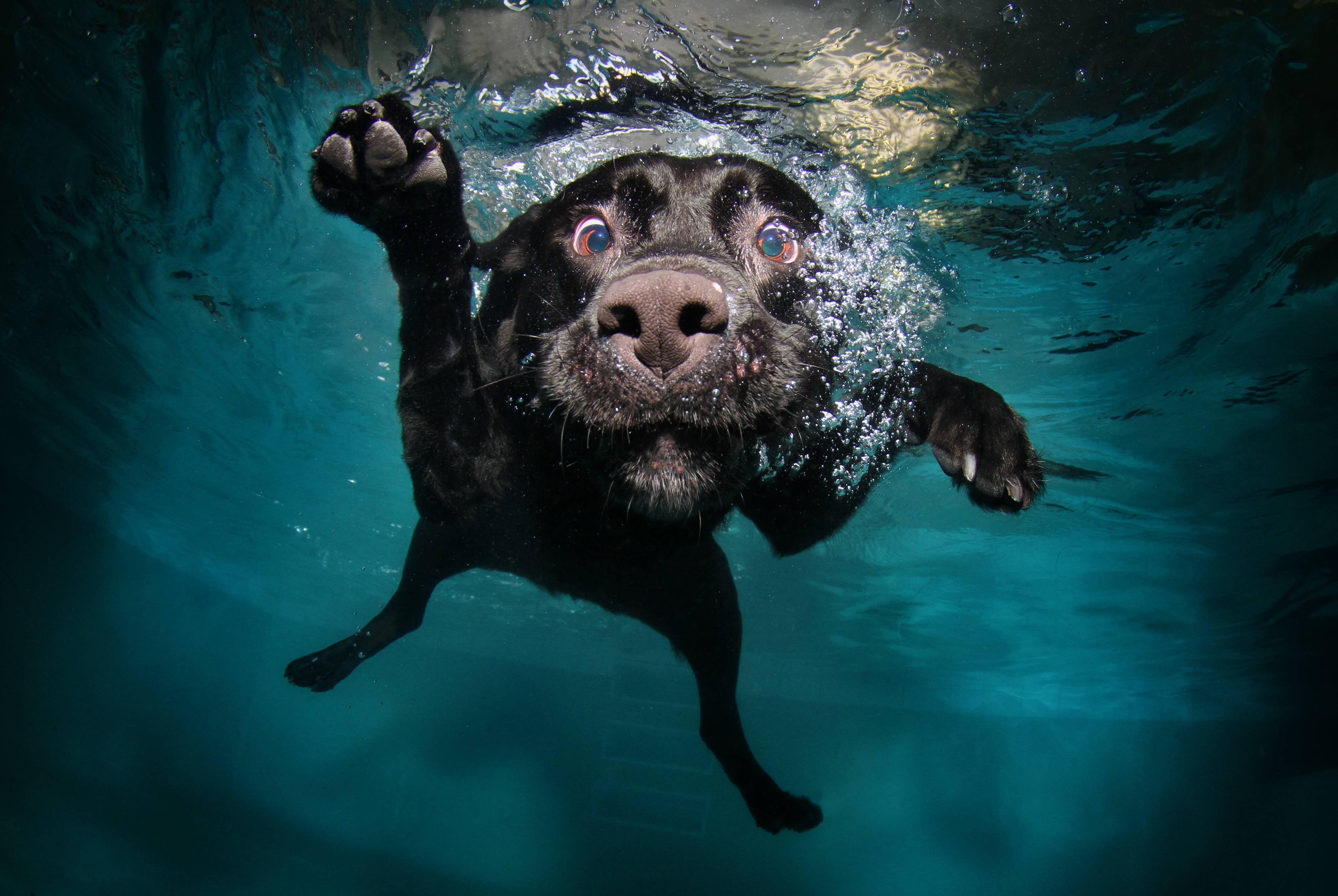 Cane labrador nero sott'acqua, 4272x2860 4K Ultra HD, Monitor 4K