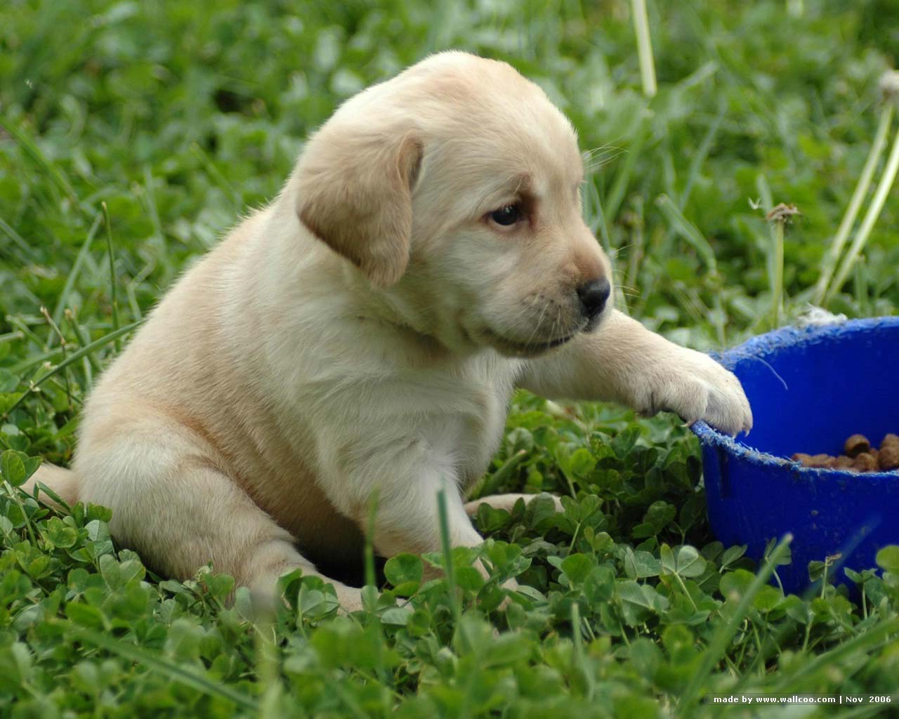 Cucciolo labrador dorato addormentato, 2048x1269 2K, iMac