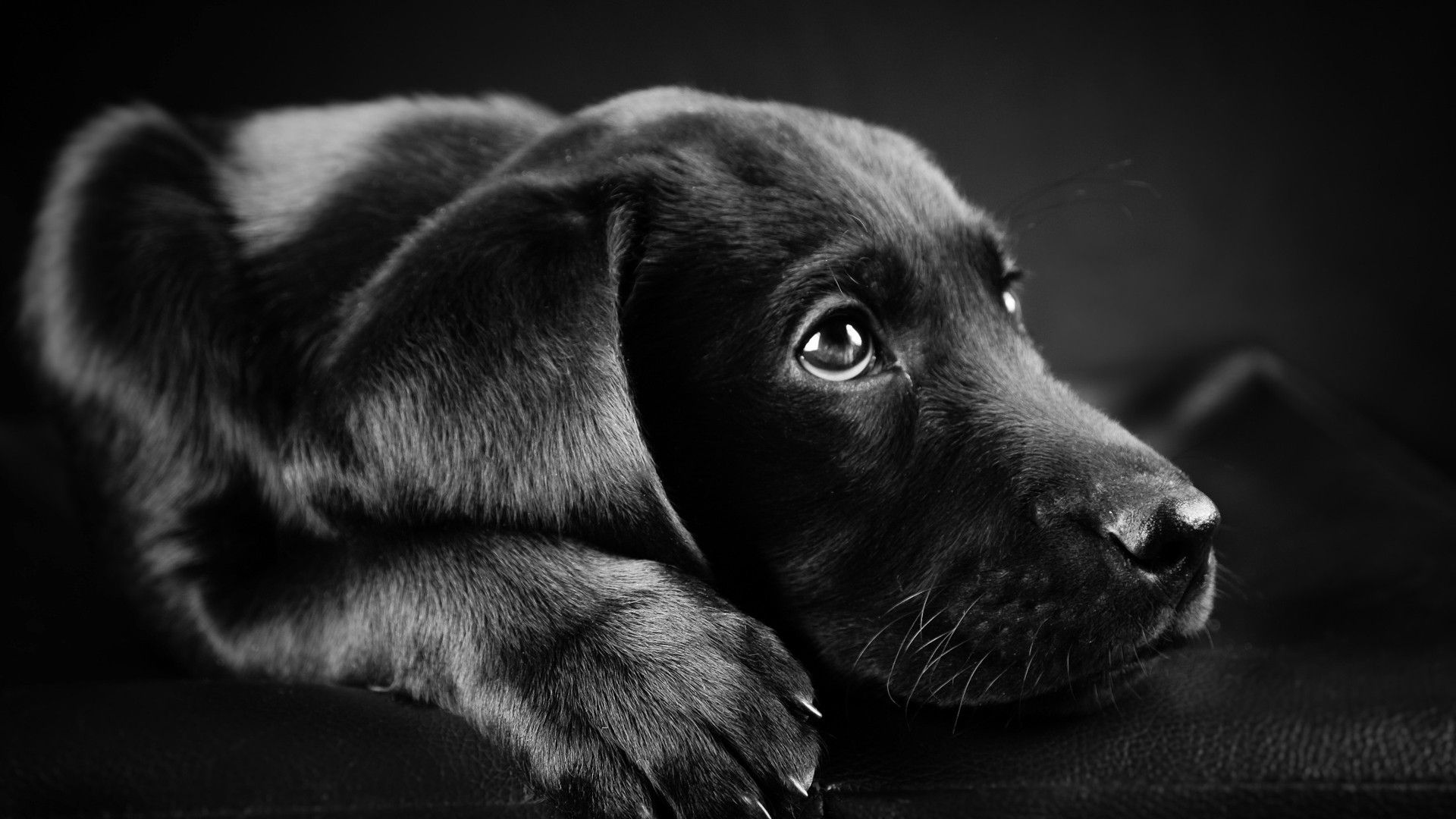 Cucciolo labrador biondo con ciotola, 1280x1024 HD, Desktop