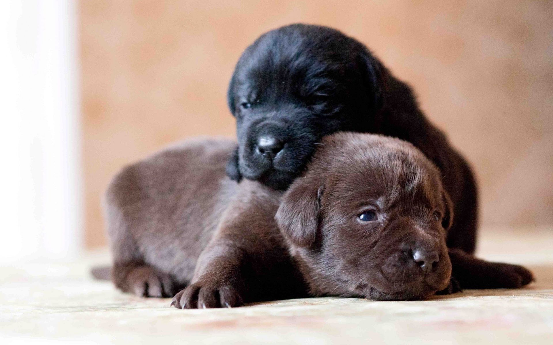 Cucciolo Labrador nero sdraiato, 1920x1080 Full HD 1080p, Laptop
