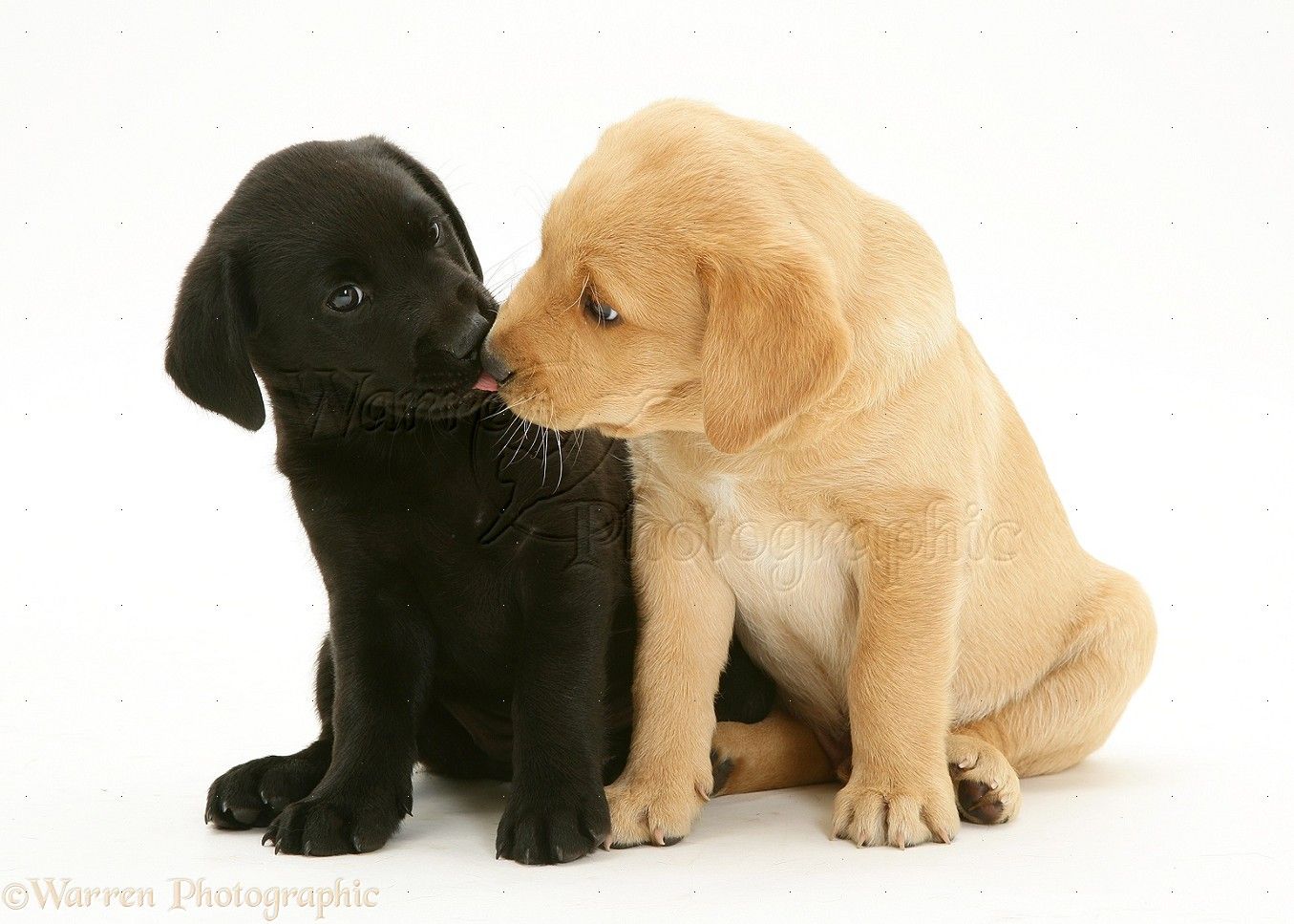Cuccioli labrador nero e cioccolato, 1920x1200 Full HD+, Desktop