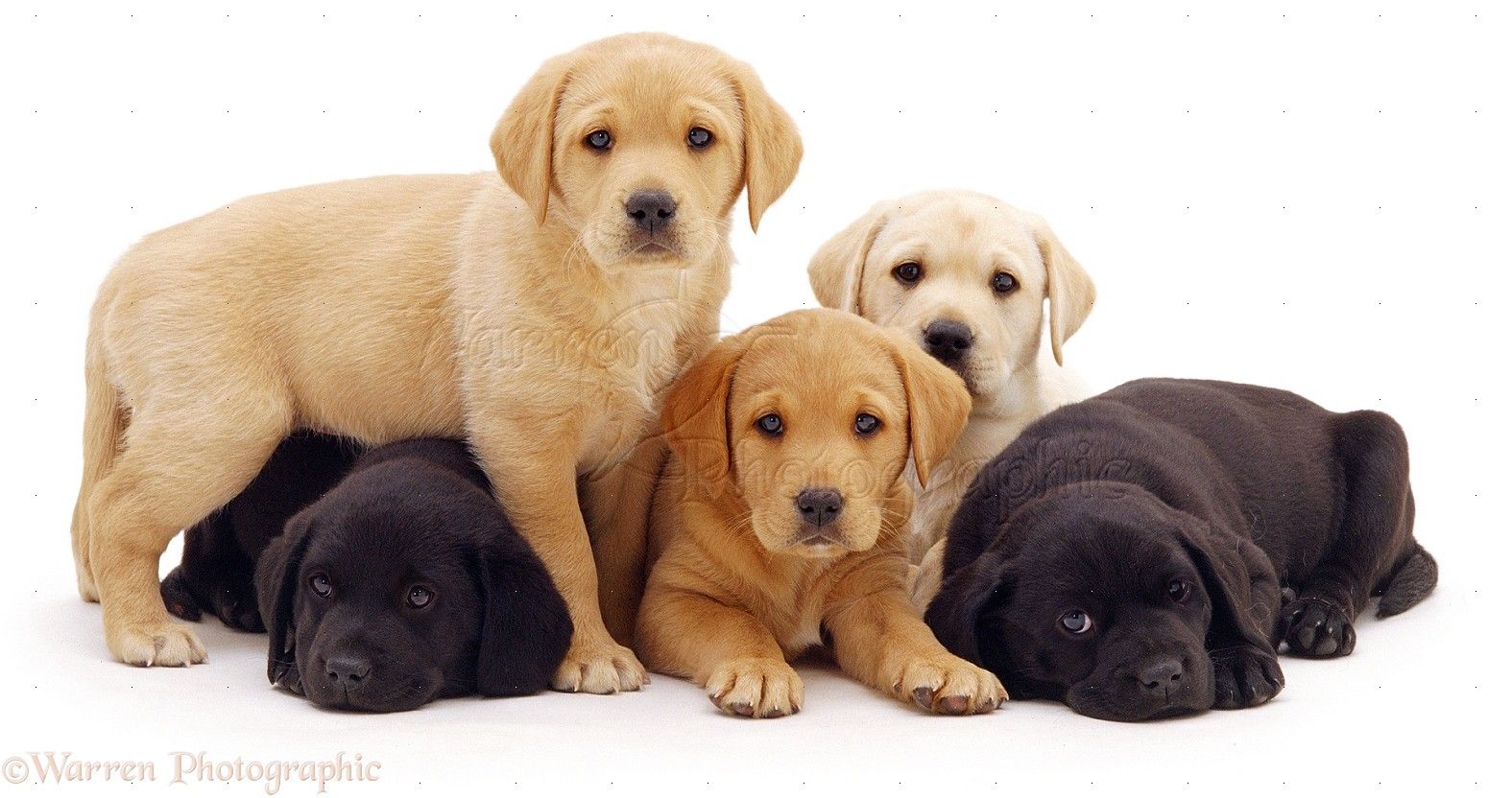 Cuccioli Labrador nero e biondo, 1355x967 720p, PC