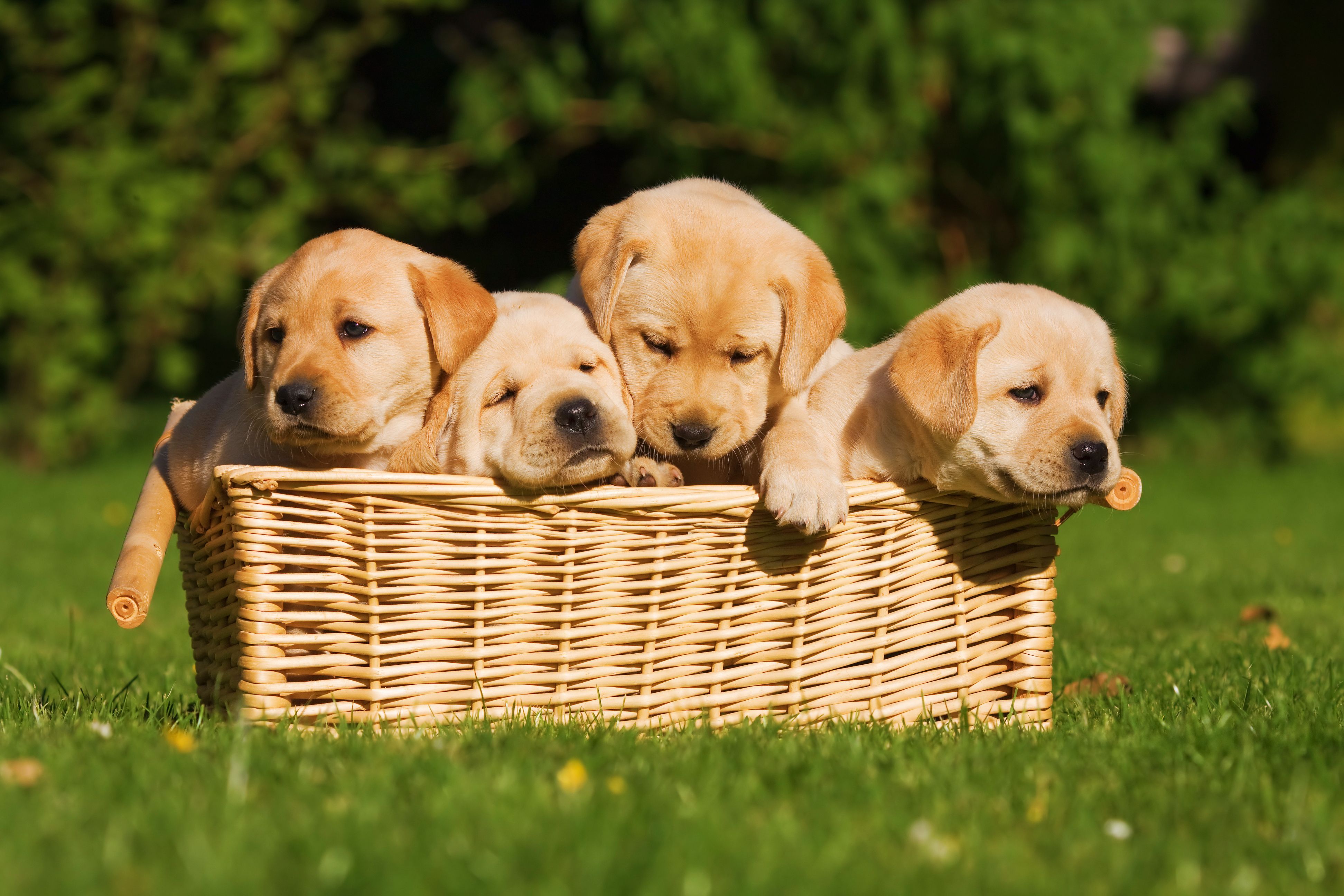 Cuccioli labrador biondi e neri, 1575x832 HD, PC Desktop