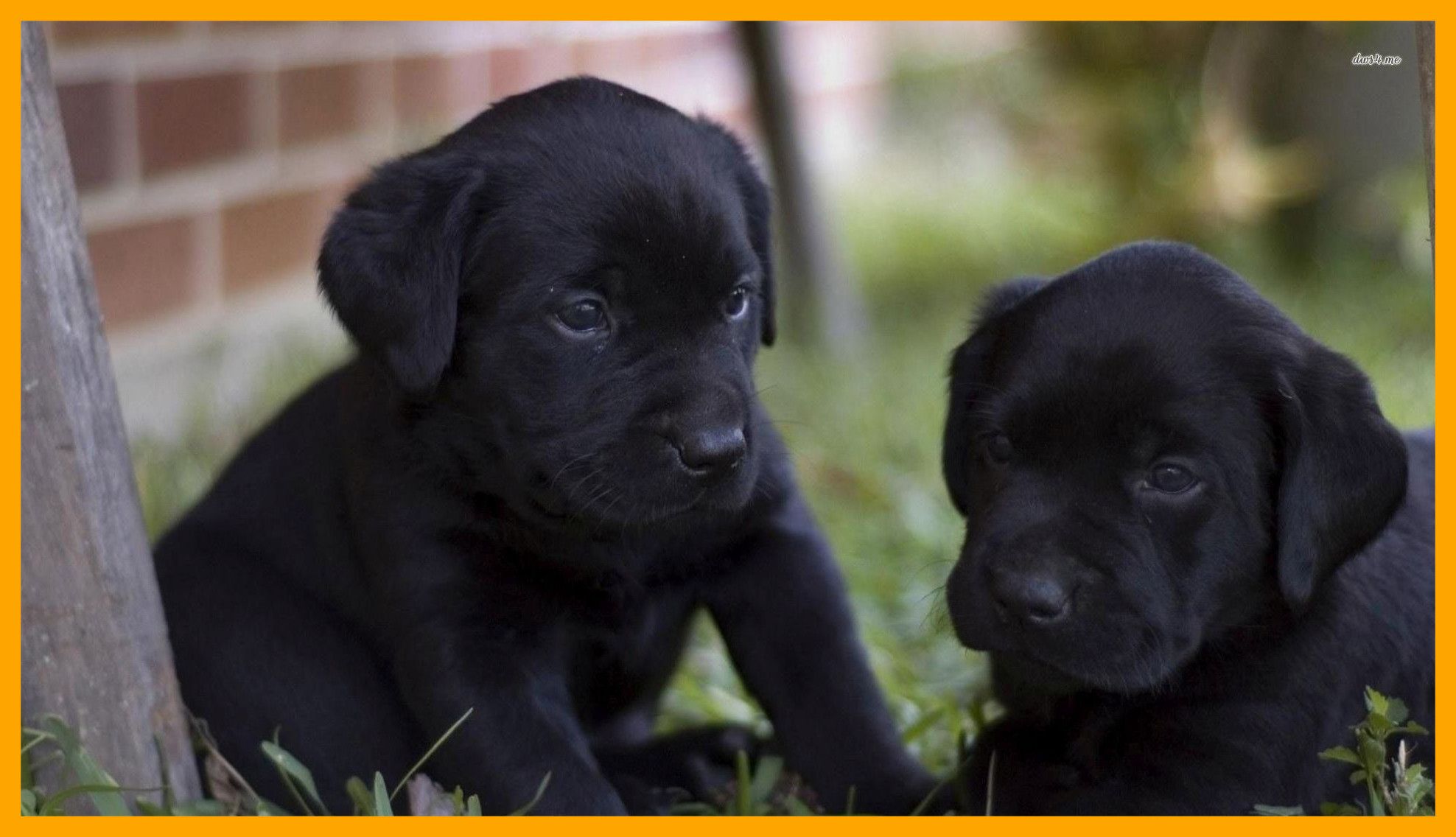 Cuccioli labrador neri erba, 1976x1136 1080p, PC Desktop