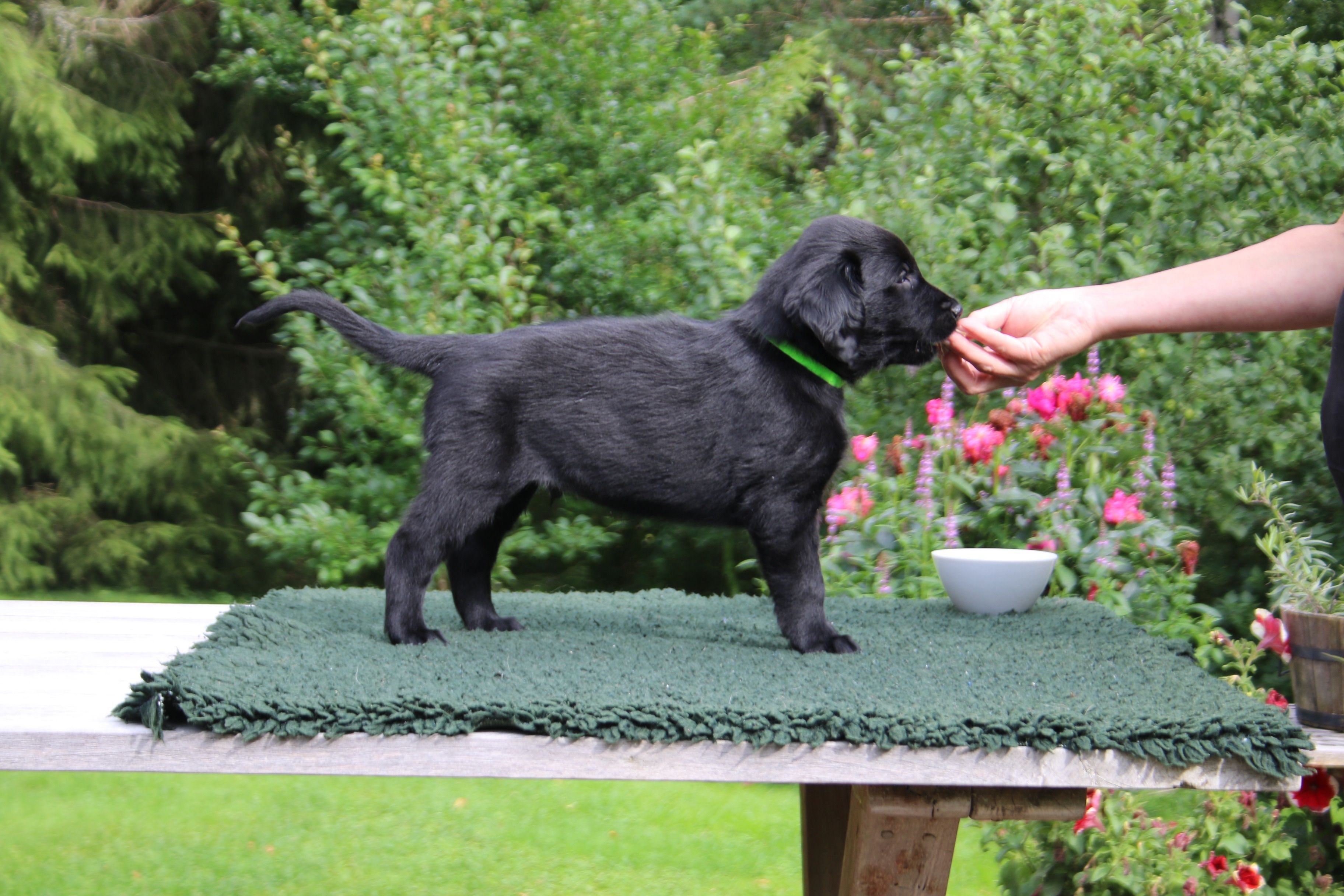 Cuccioli labrador chiari in cesto, 3888x2592 Ultra HD, 4K TV