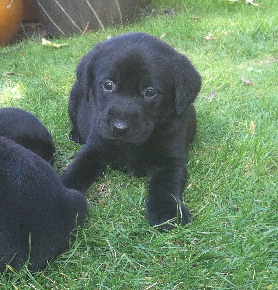 Cuccioli marroni in cestino, 1024x768 HD, Desktop