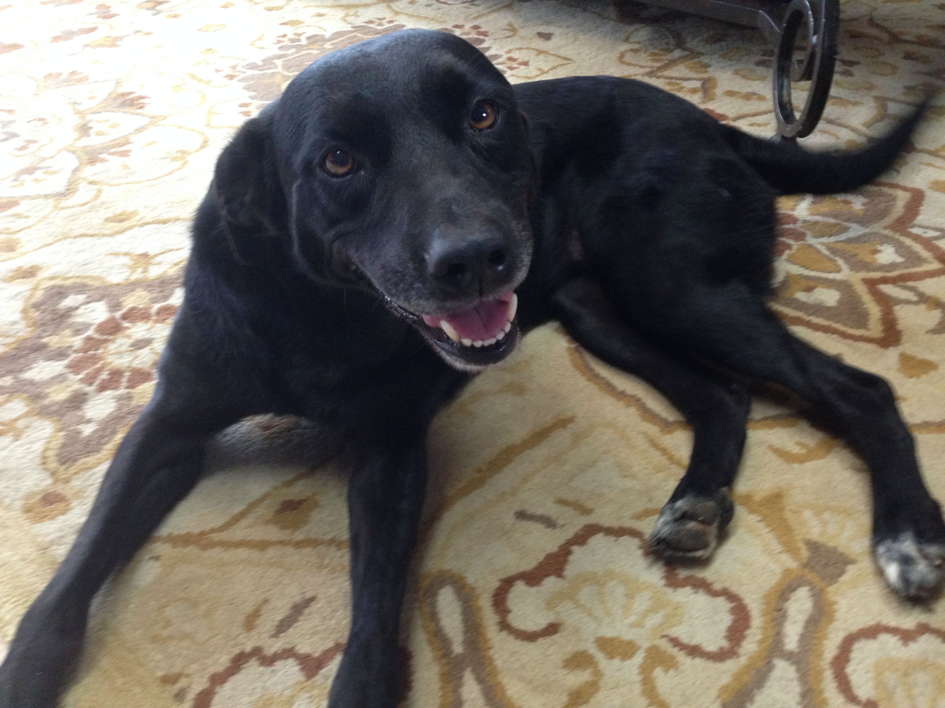Cucciolo Labrador nero, 1280x800 720p, Acer Nitro