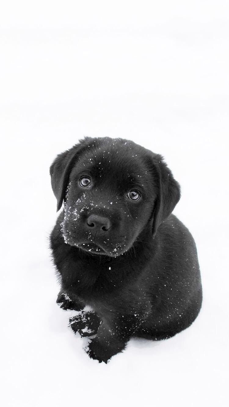 Cucciolo labrador nero neve, 750x1334 Full HD Verticale, Smartphone