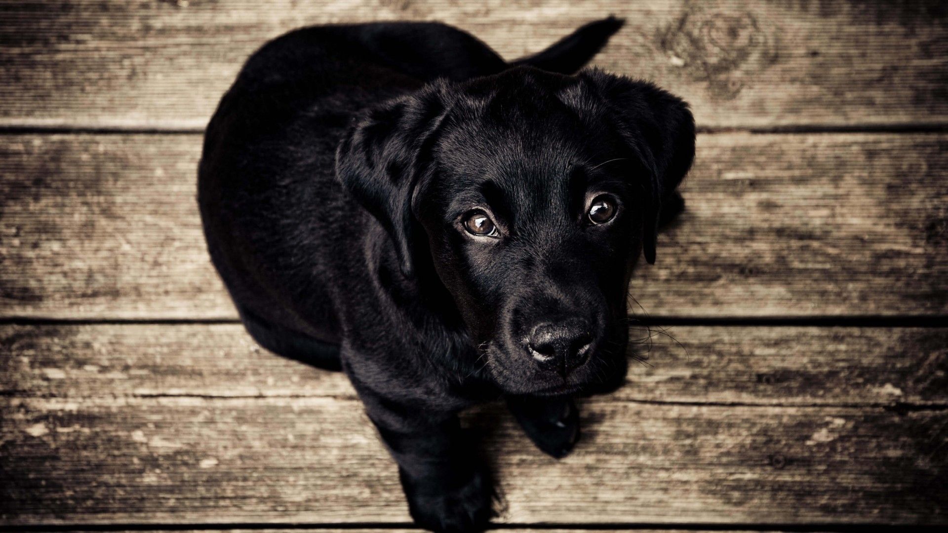 Cuccioli labrador neri sull'erba, 951x992 Full HD Verticale, iPhone