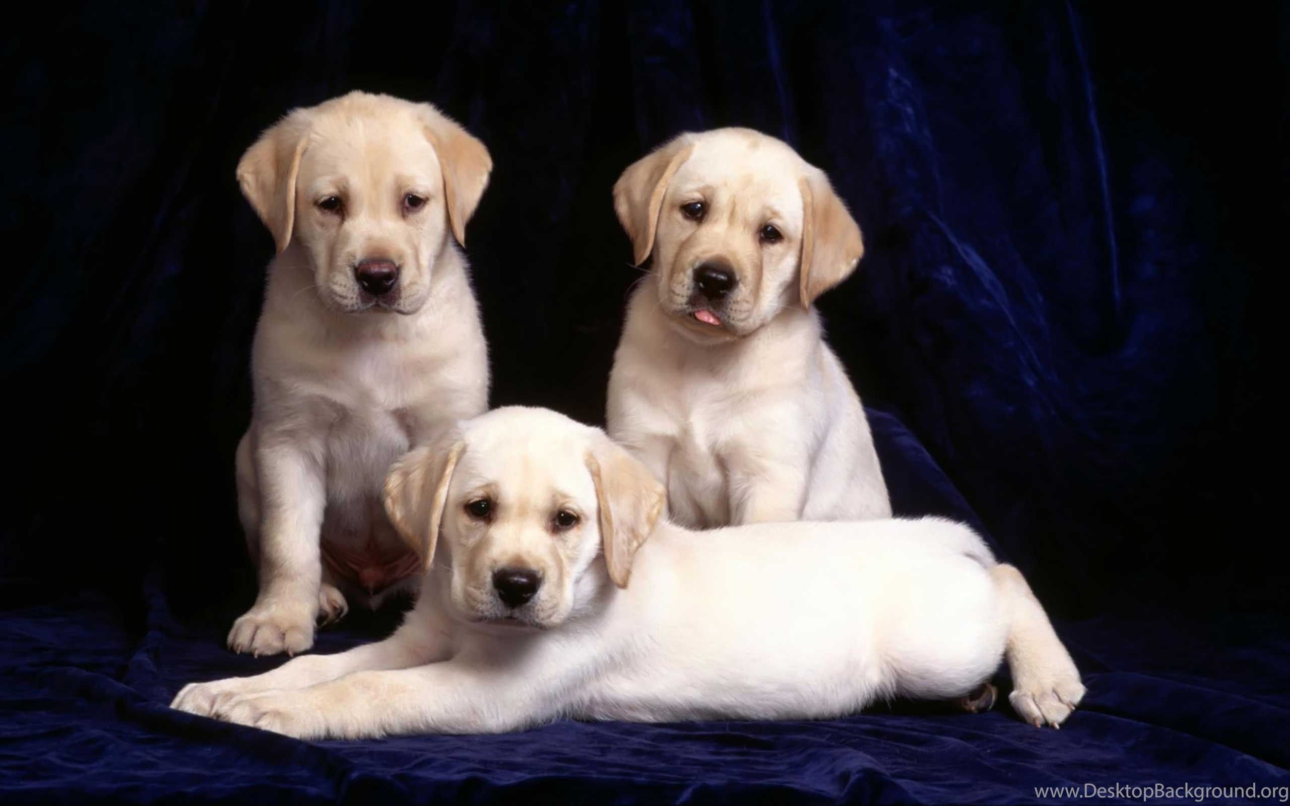 Cucciolo Labrador nero che morde tavolo, 1024x768 HD, Desktop