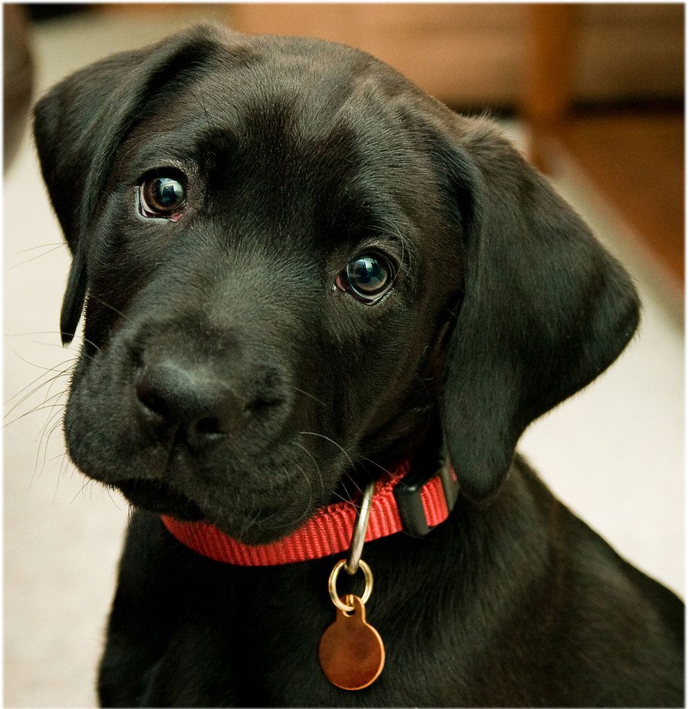 Cucciolo Labrador nero collare rosso, 995x1024 Verticale, Telefono