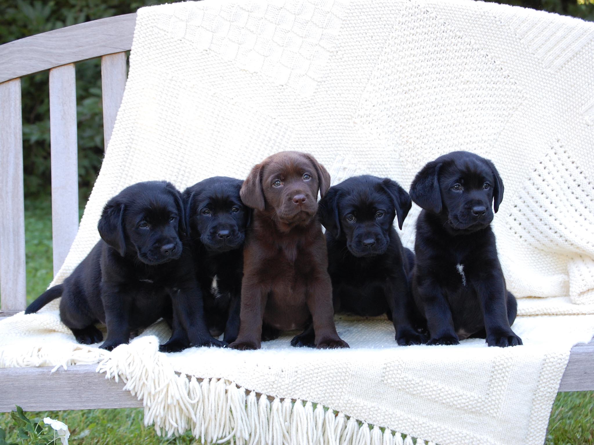 Cuccioli Labrador su panca, 2048x1536 Hi-Res, PC