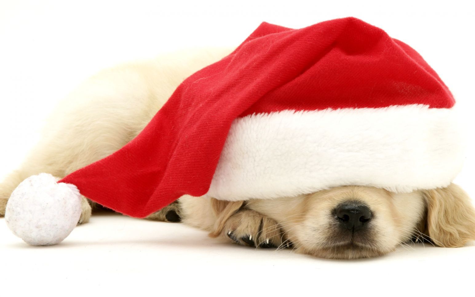 Cucciolo con cappello Babbo Natale, 1545x966 HD, Desktop