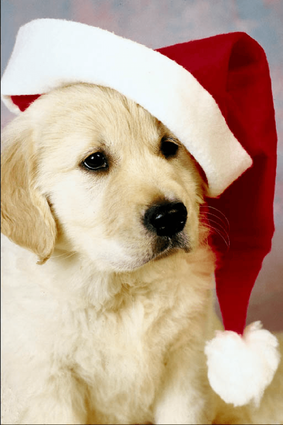 Cucciolo golden retriever con cappello natalizio, 959x1436 Verticale, Telefono