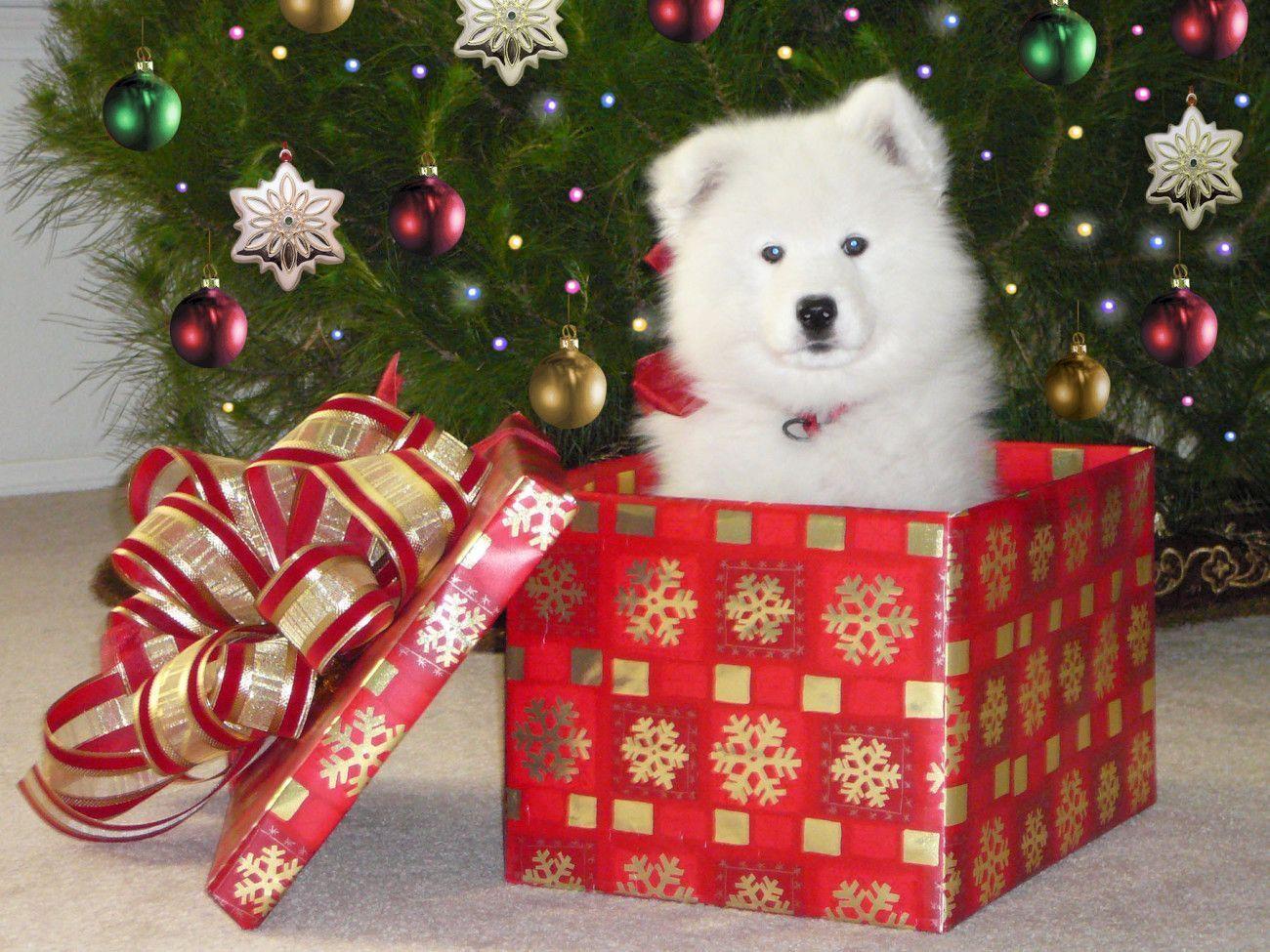 Cucciolo bianco in scatola regalo, 1300x975 720p, Lenovo Legion