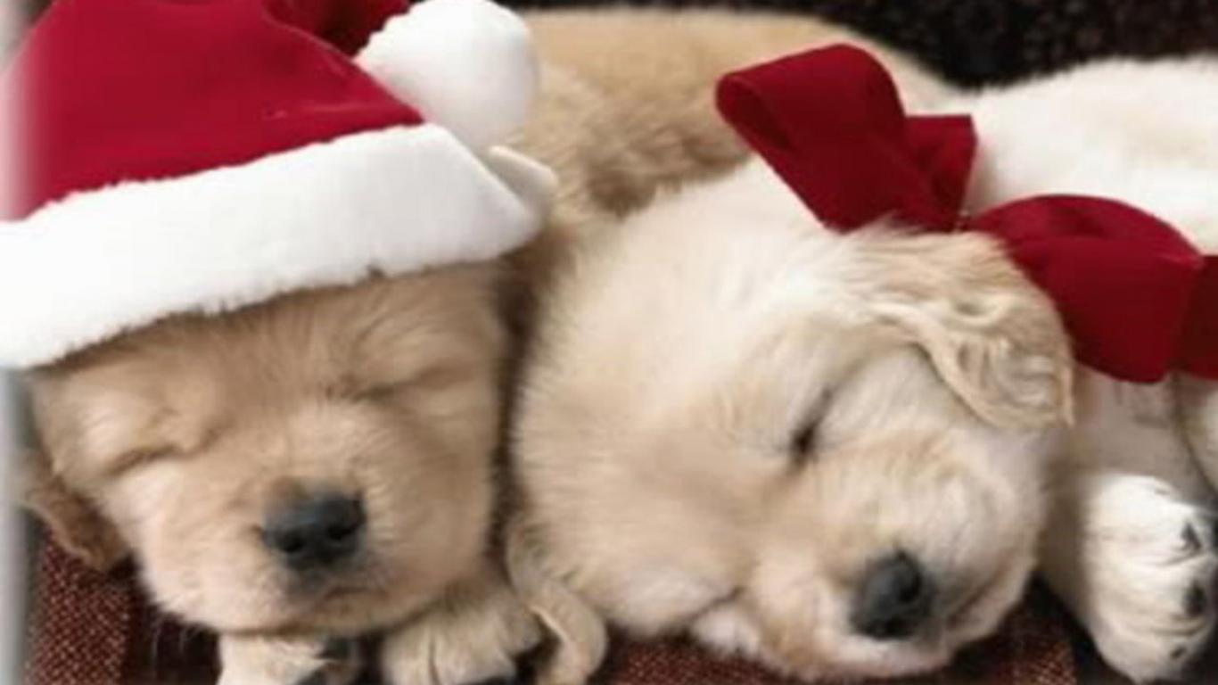 Cuccioli con cappelli natalizi, 1366x768 HD, Desktop